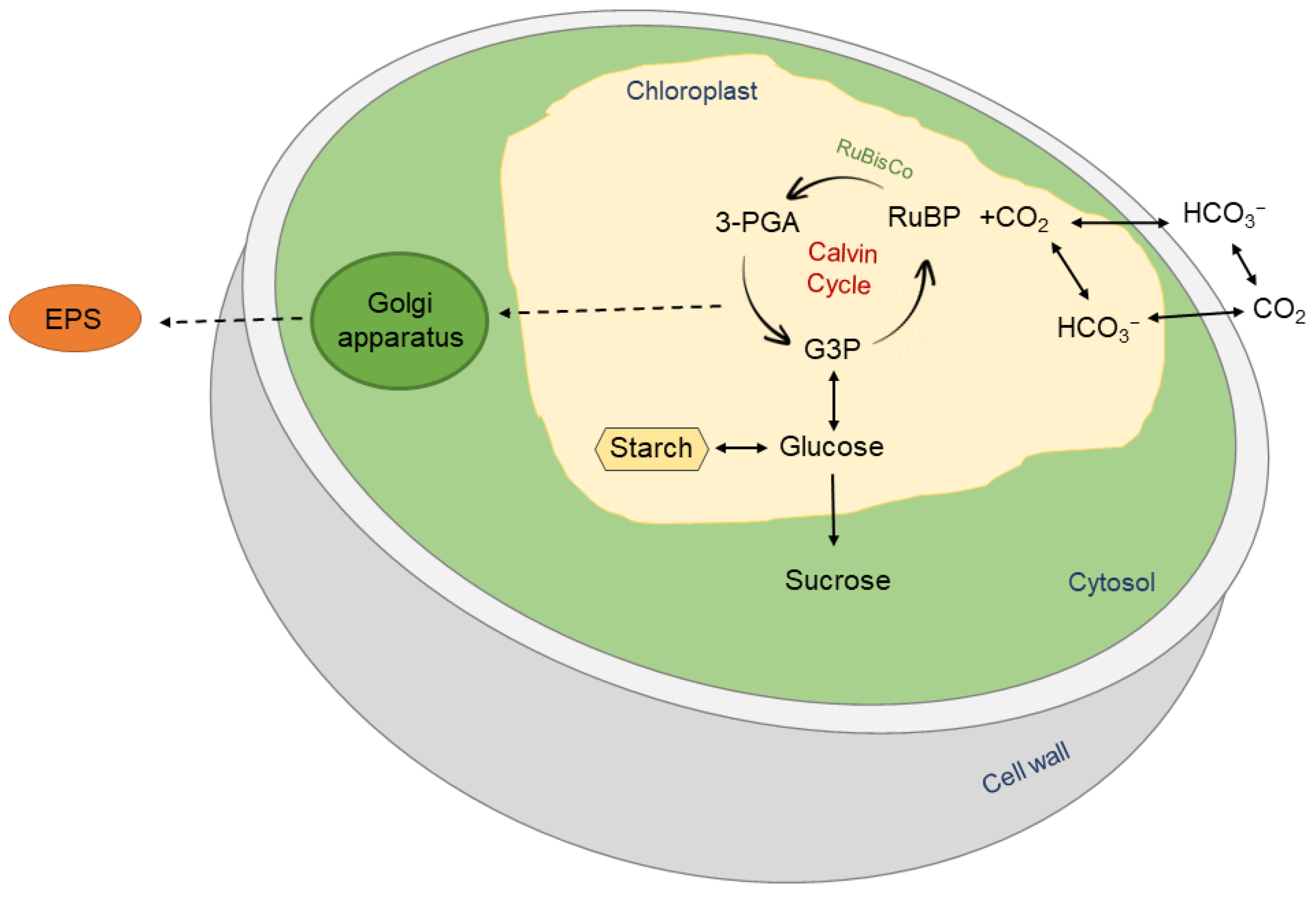 Polysaccharides 03 00027 g001