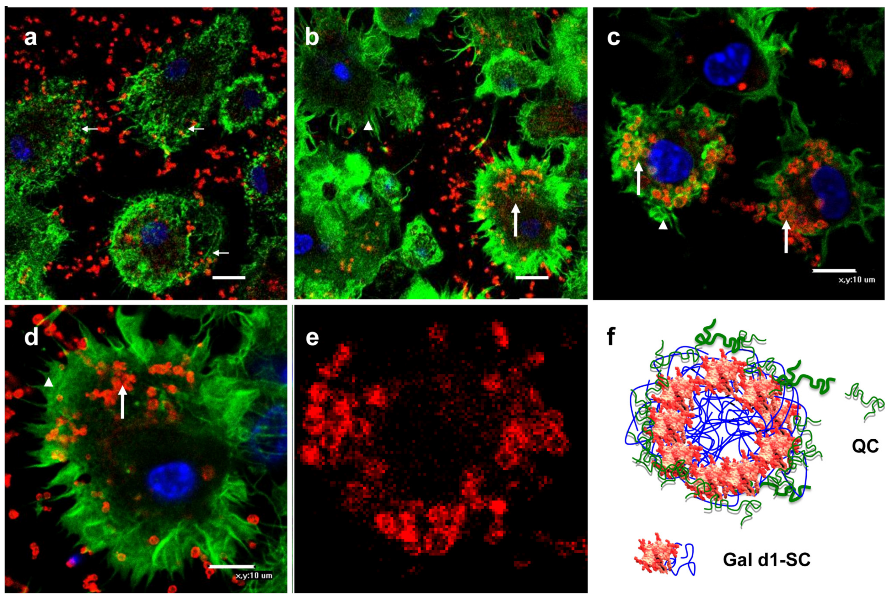 Polysaccharides 04 00011 g003