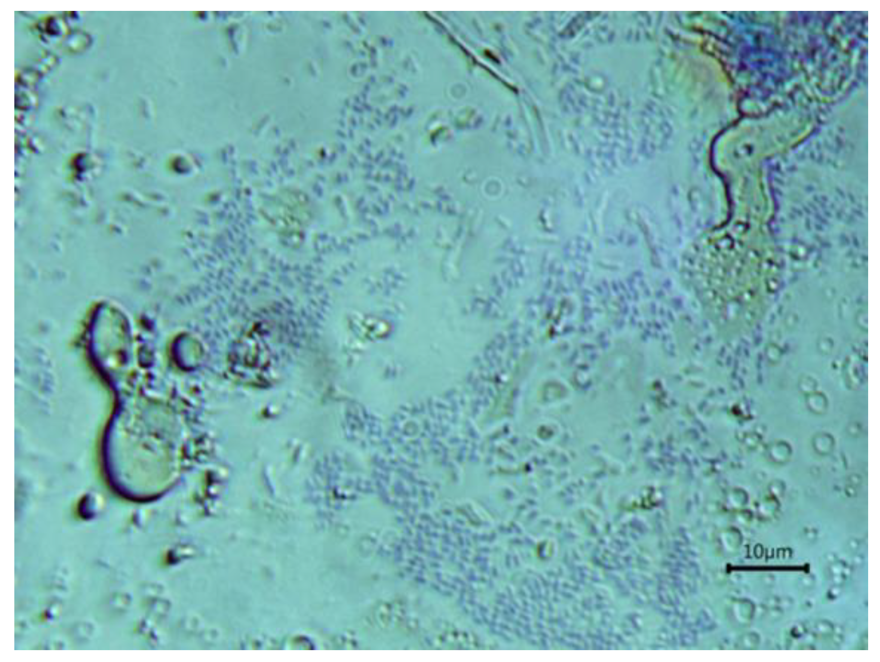 Polysaccharides 04 00024 g008