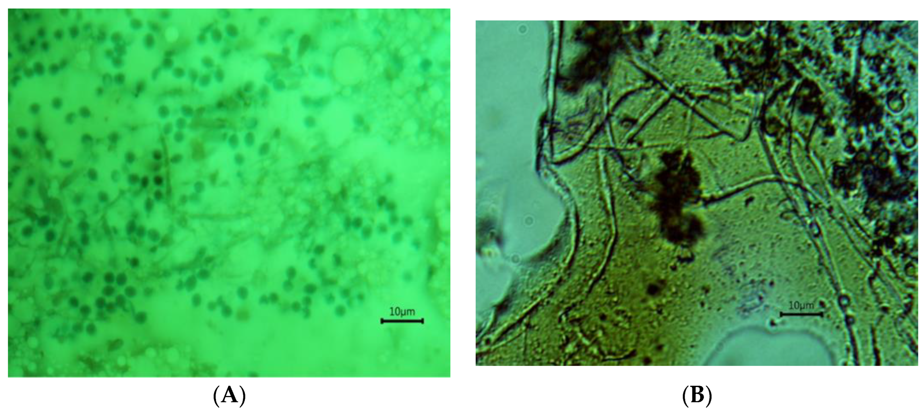 Polysaccharides 04 00024 g010