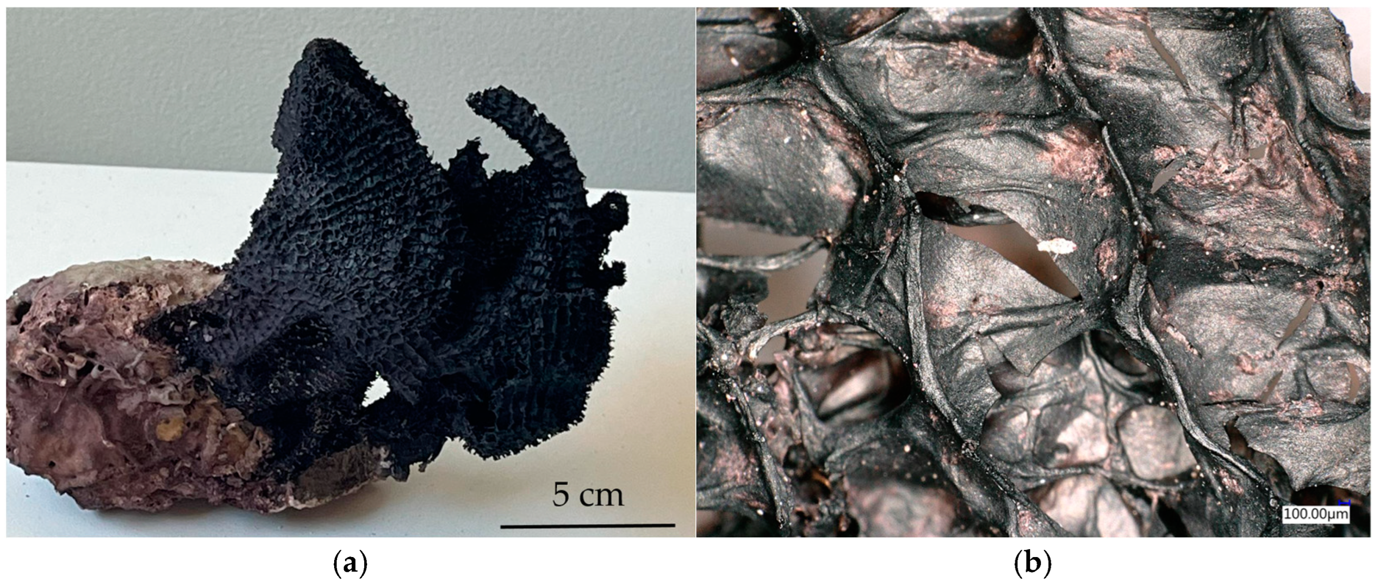 Polysaccharides 05 00034 g001