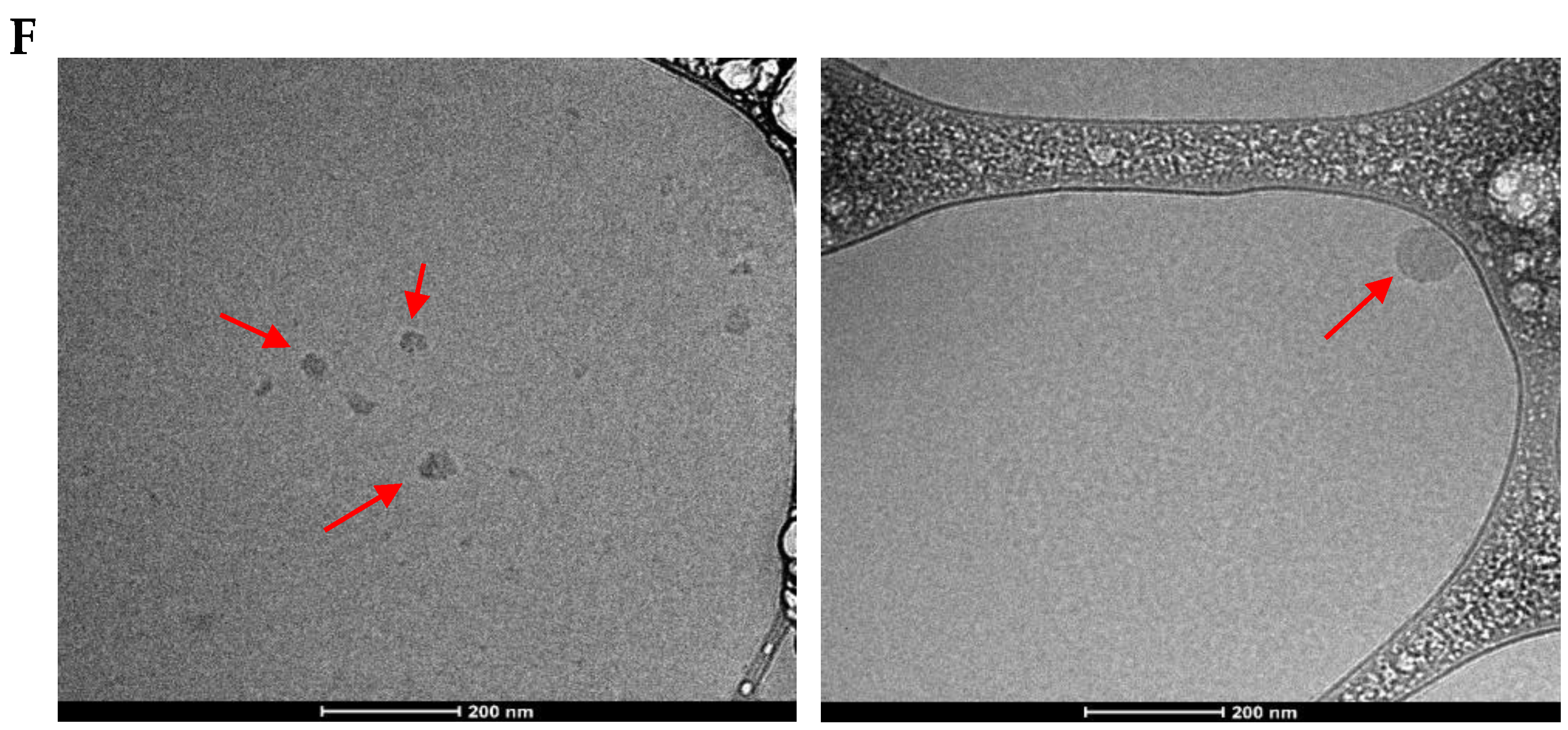 Polysaccharides 05 00037 g003b Polysaccharides 05 00037 g003b