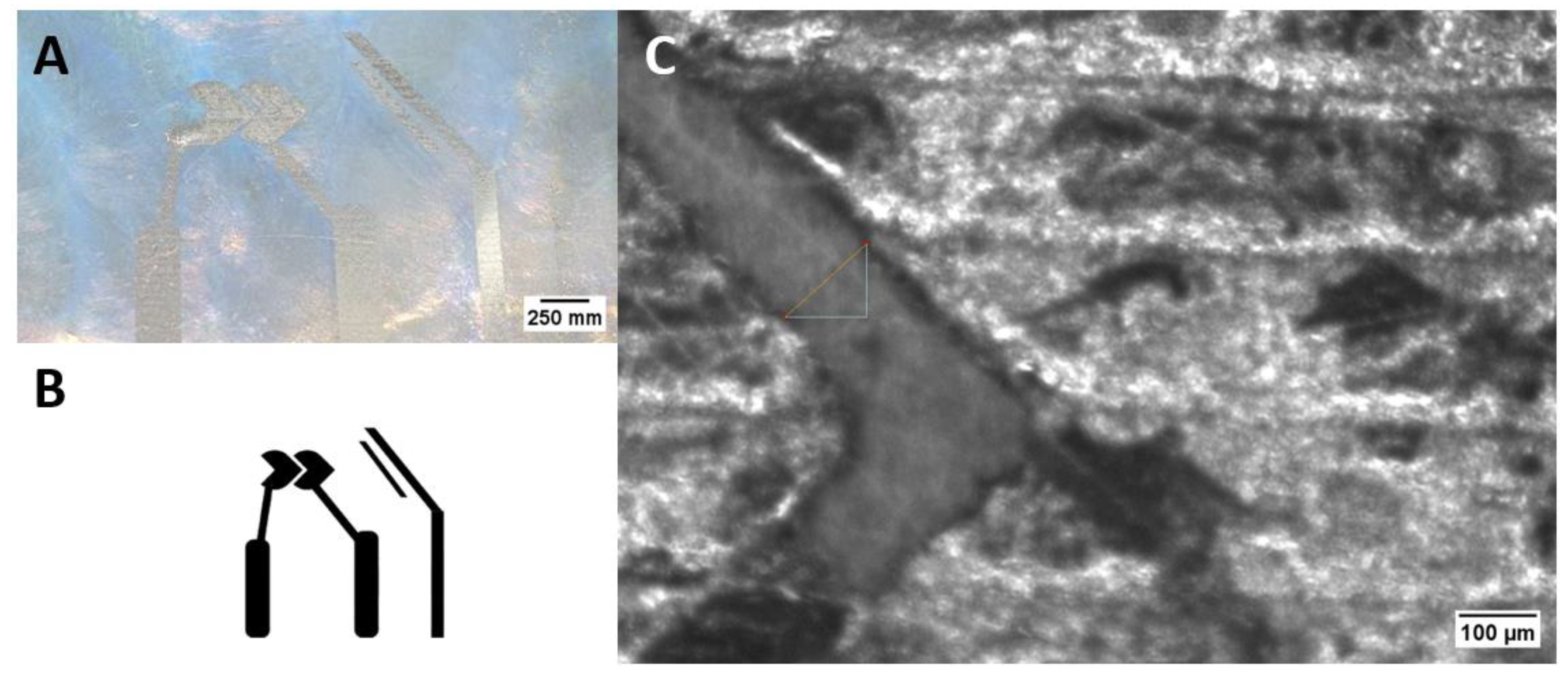 Polysaccharides 05 00048 g008