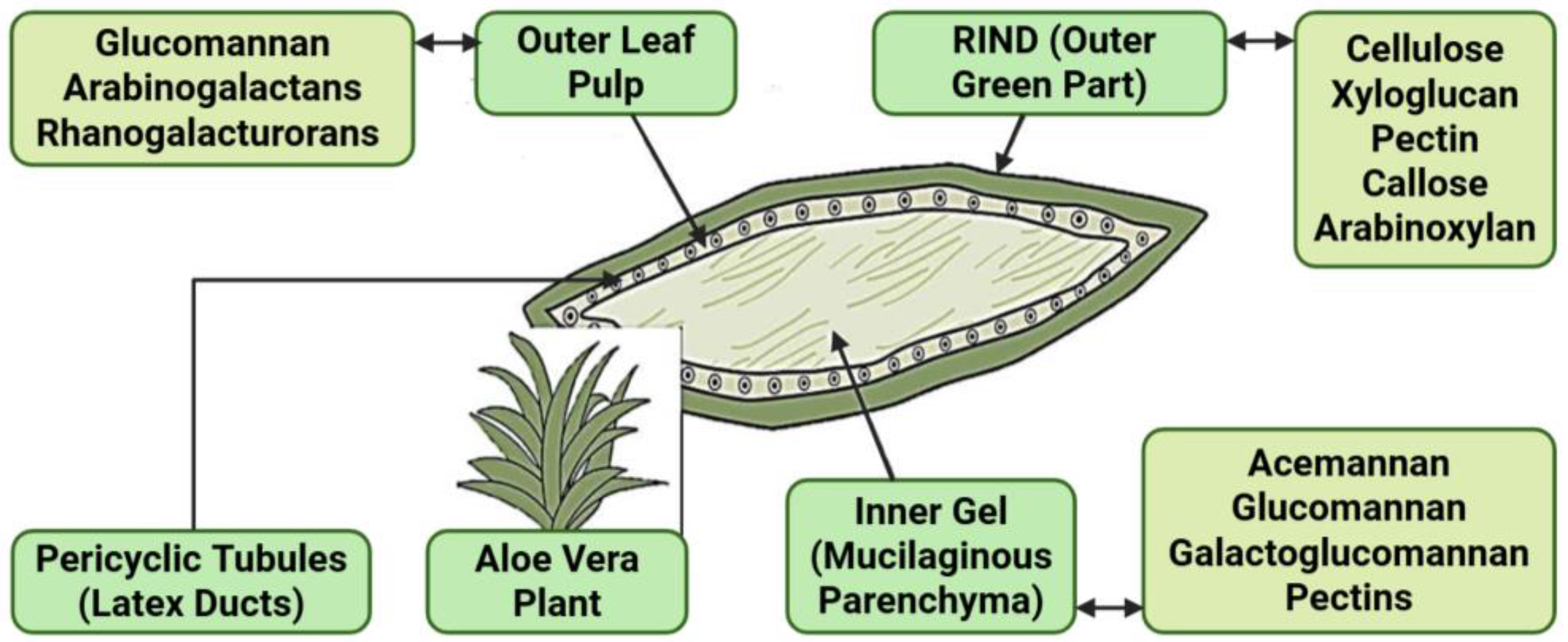 Polysaccharides 06 00036 g001 Polysaccharides 06 00036 g001