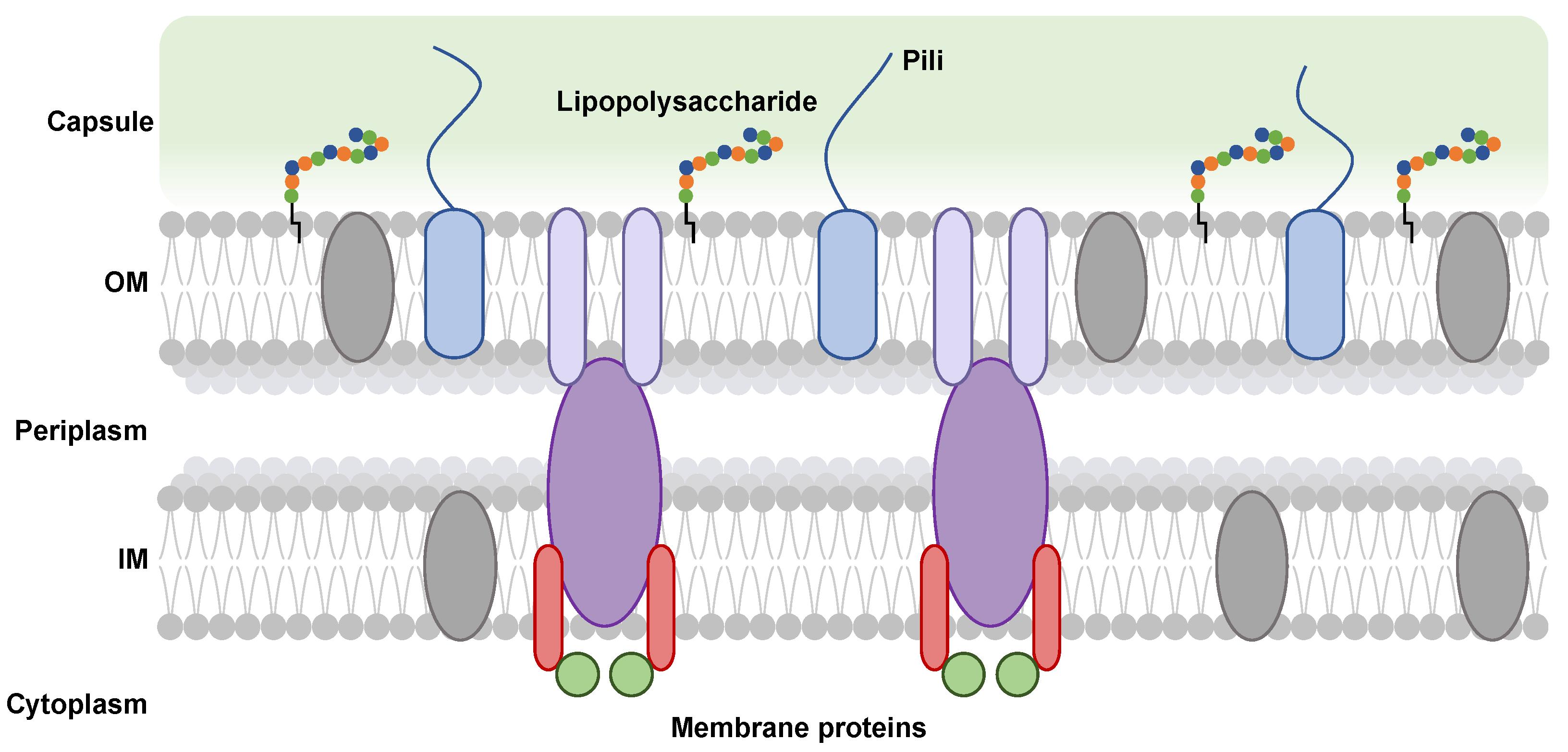 Polysaccharides 06 00038 g001