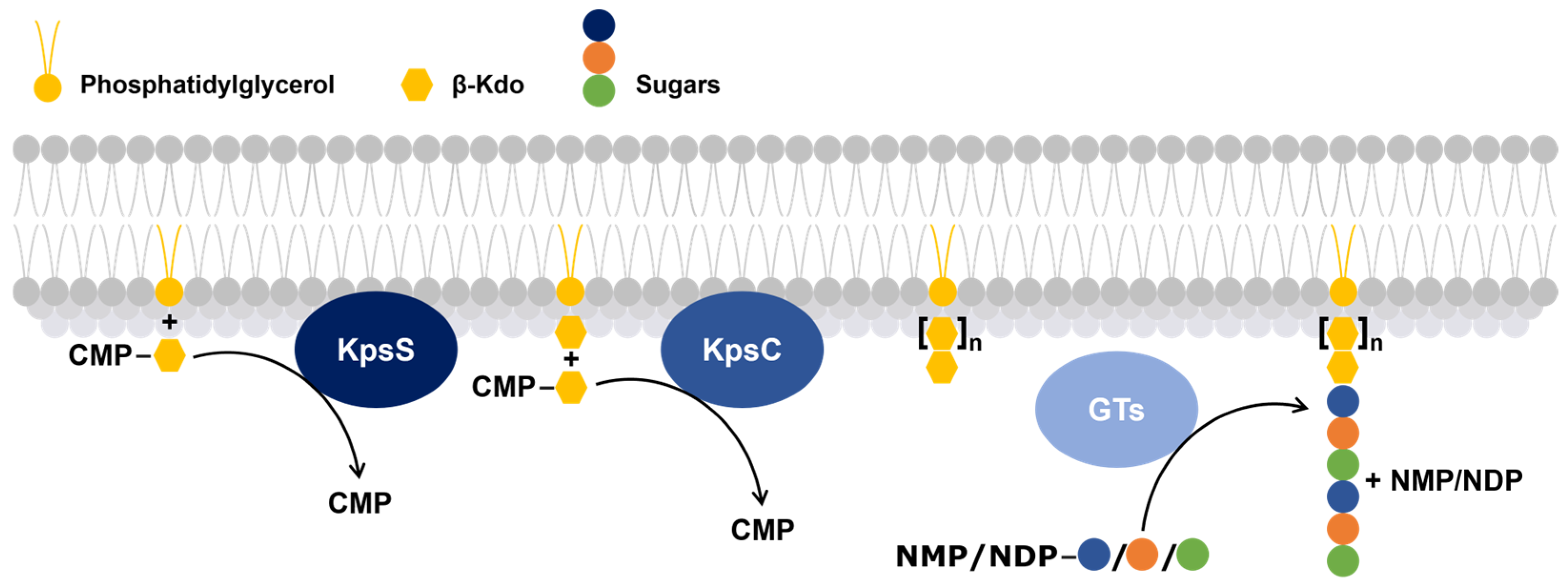 Polysaccharides 06 00038 g003