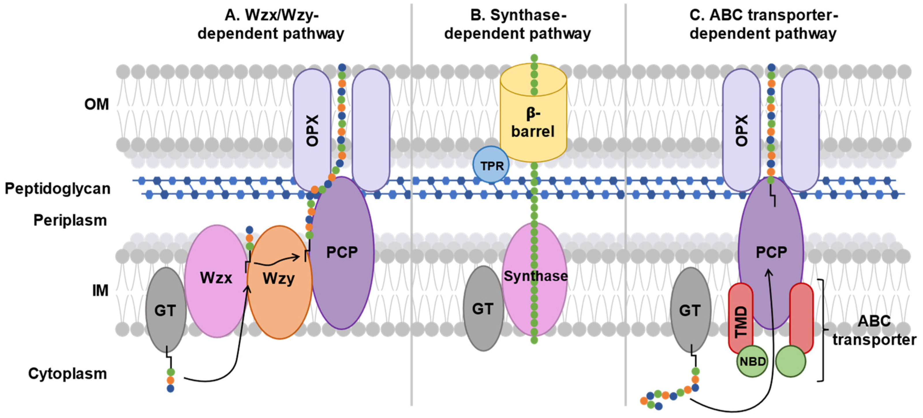 Polysaccharides 06 00038 g004