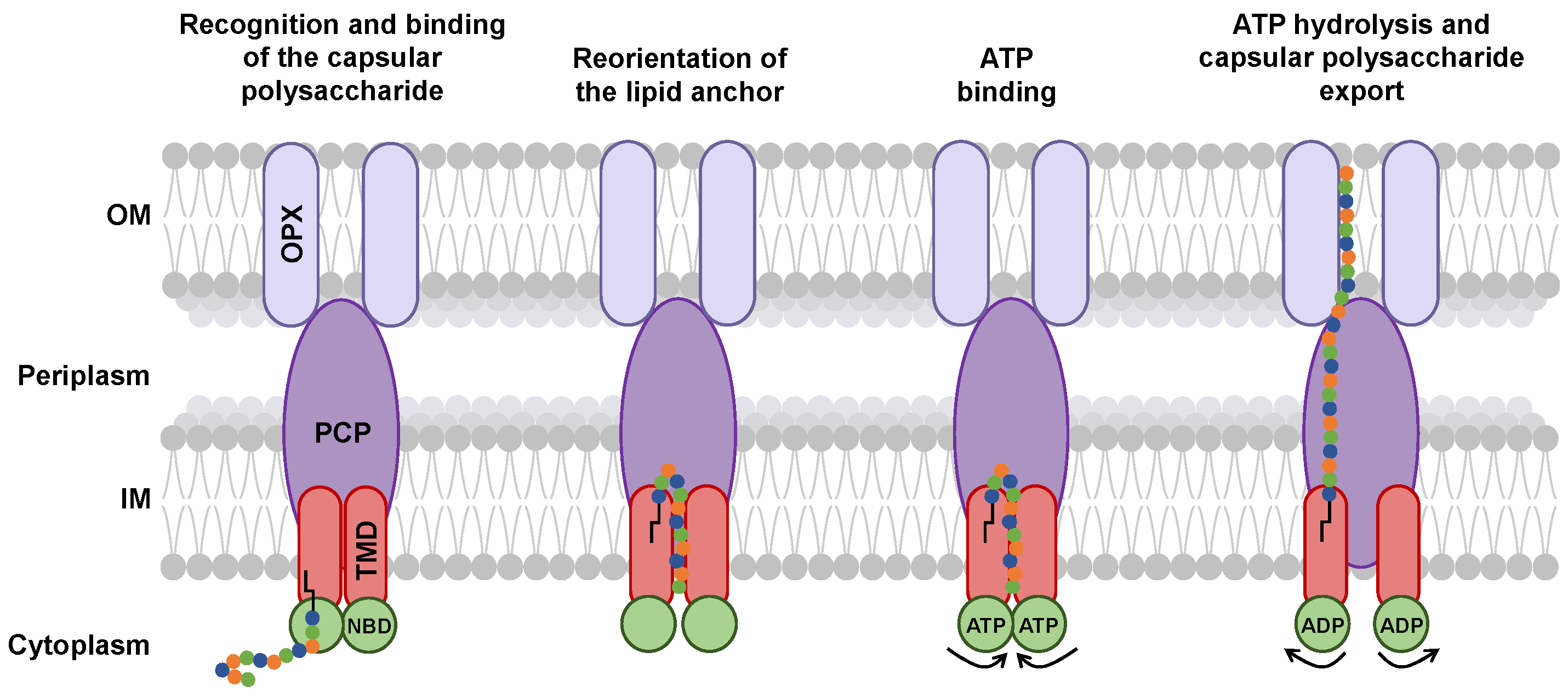 Polysaccharides 06 00038 g008