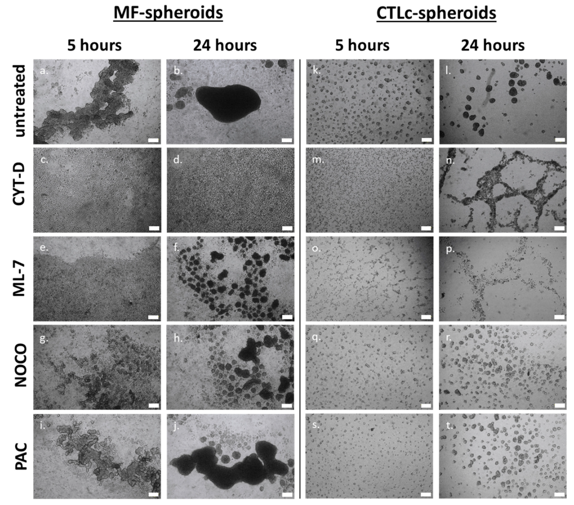 Polysaccharides 06 00047 g003