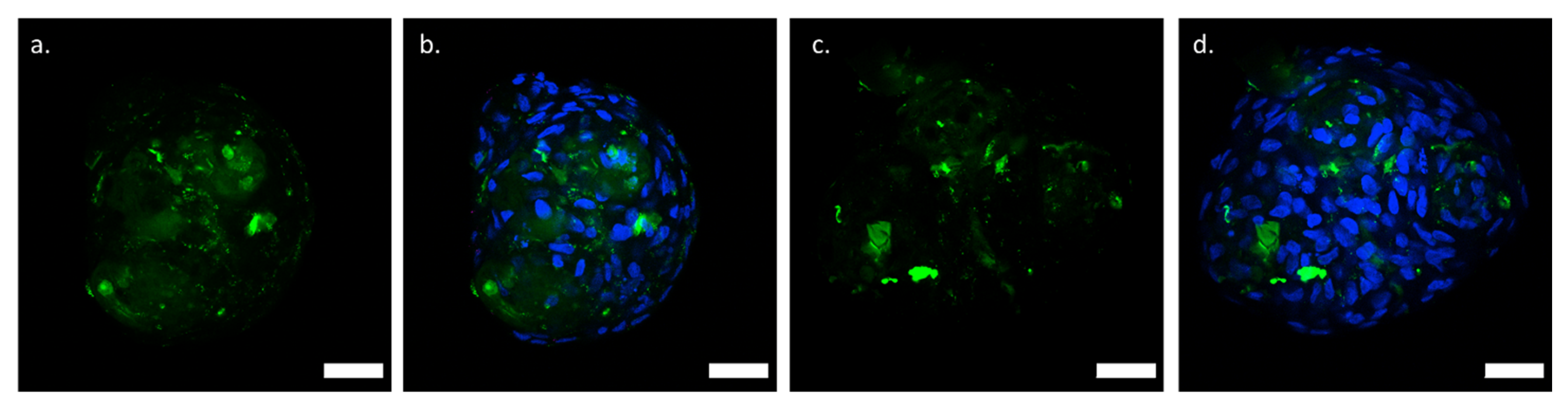 Polysaccharides 06 00047 g005