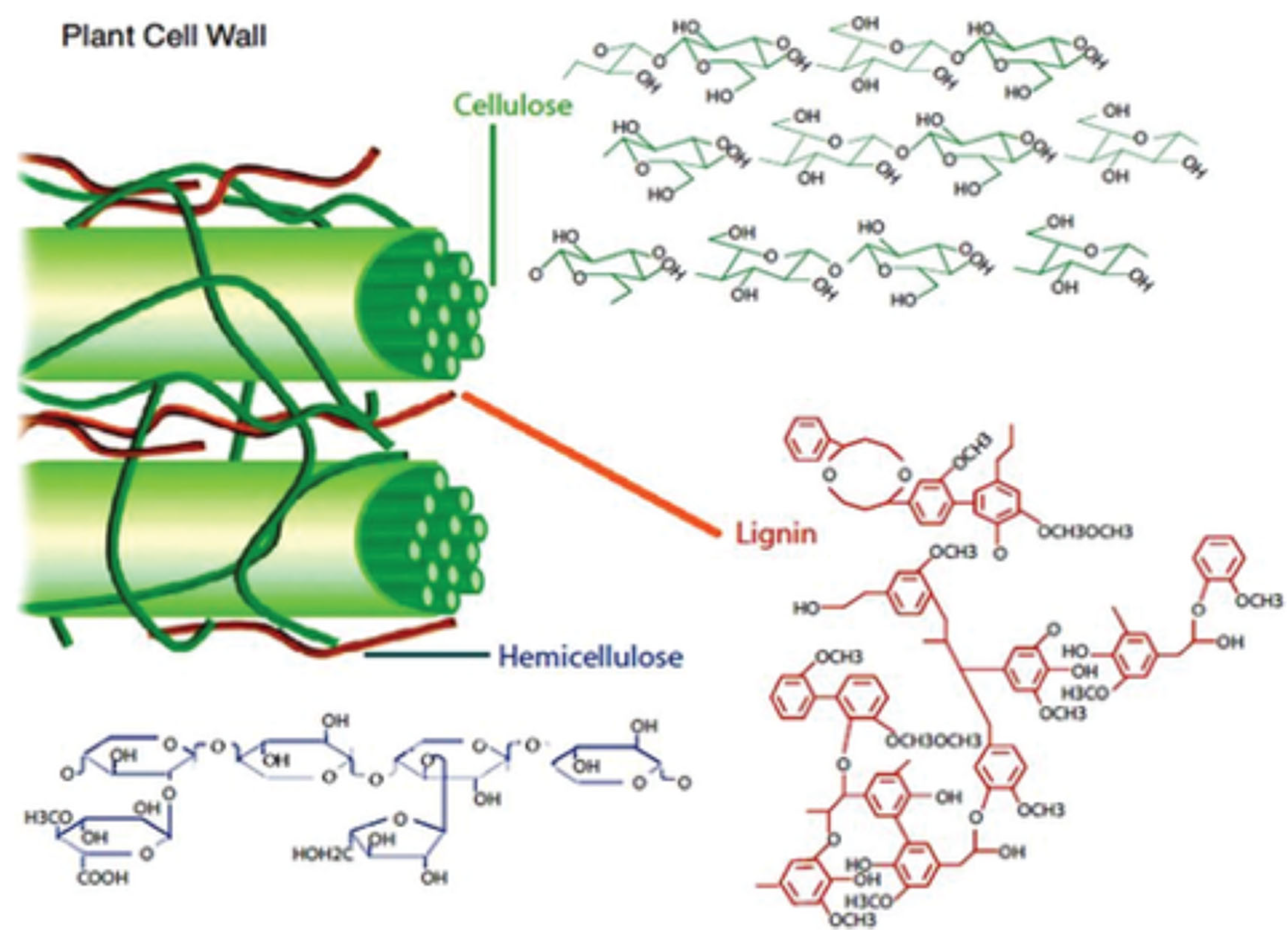 Polysaccharides 06 00053 g004 Polysaccharides 06 00053 g004
