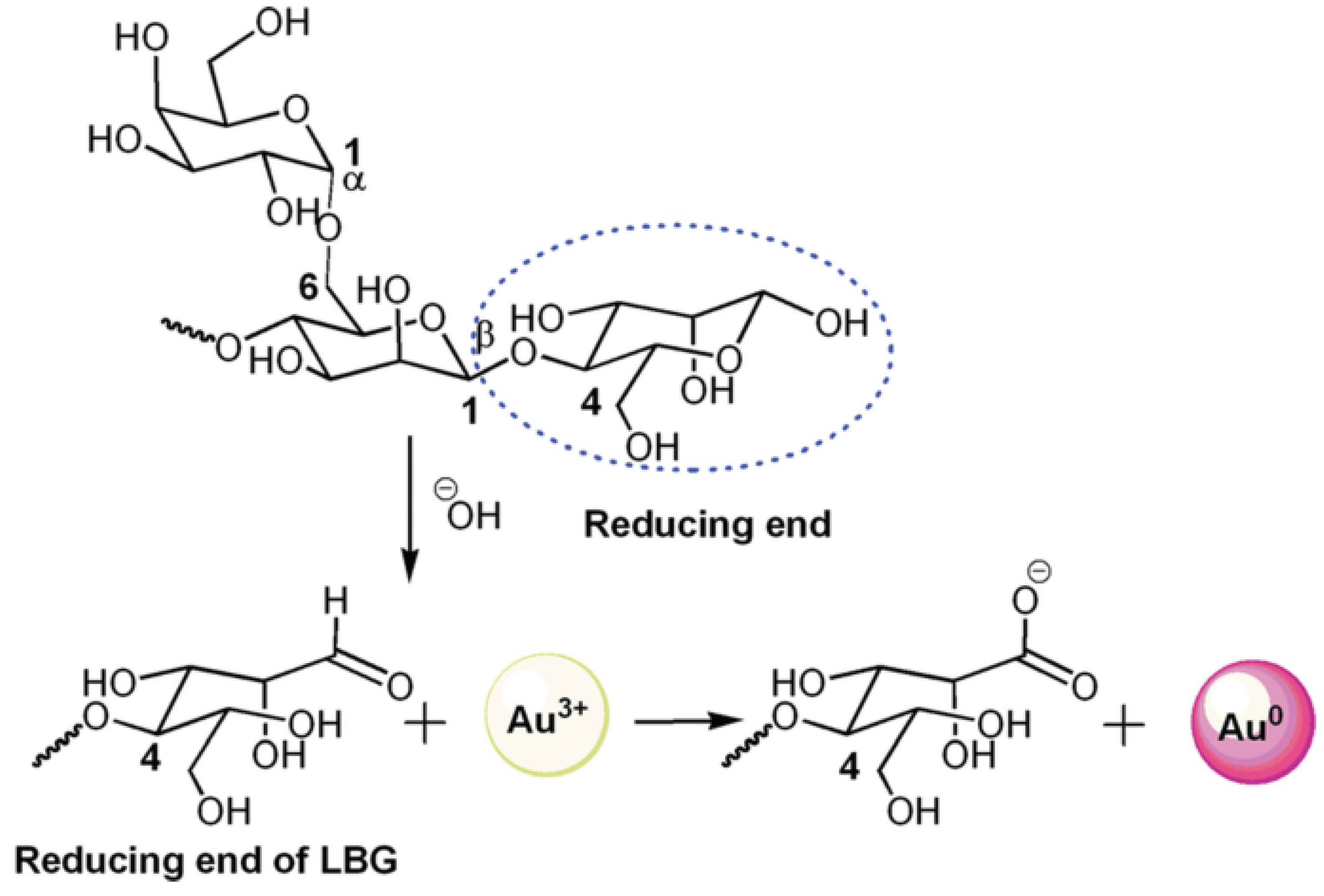 Polysaccharides 06 00053 g011 Polysaccharides 06 00053 g011