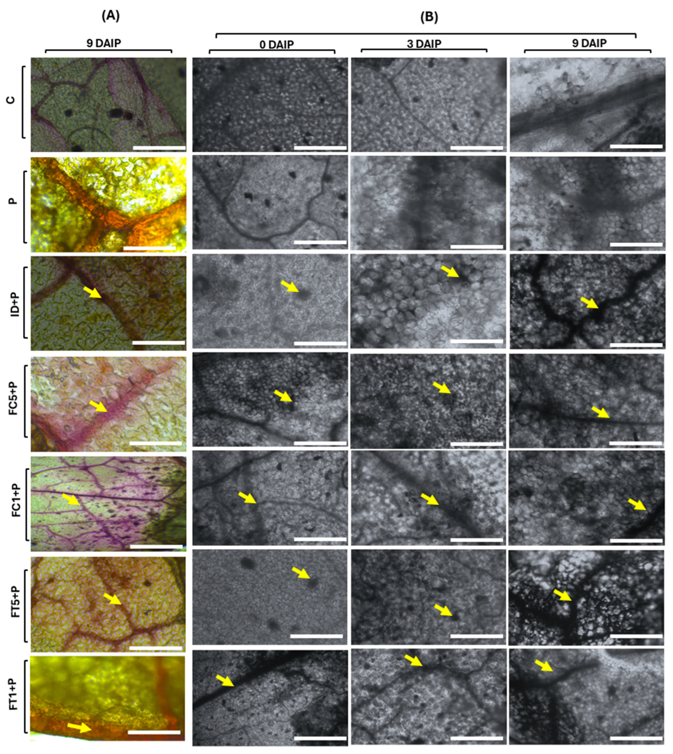 Polysaccharides 06 00072 g003 Polysaccharides 06 00072 g003
