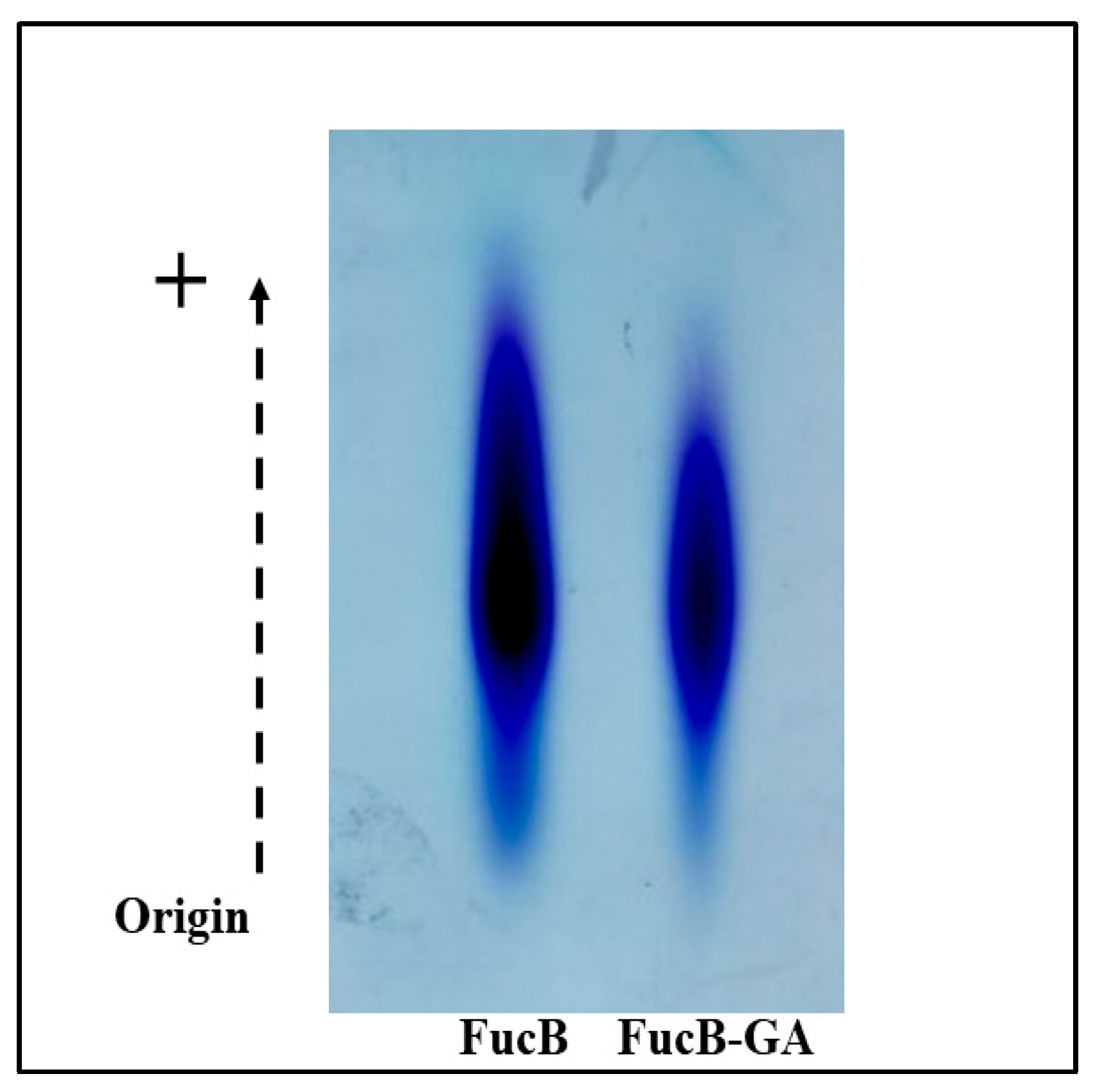 Polysaccharides 06 00089 g002 Polysaccharides 06 00089 g002