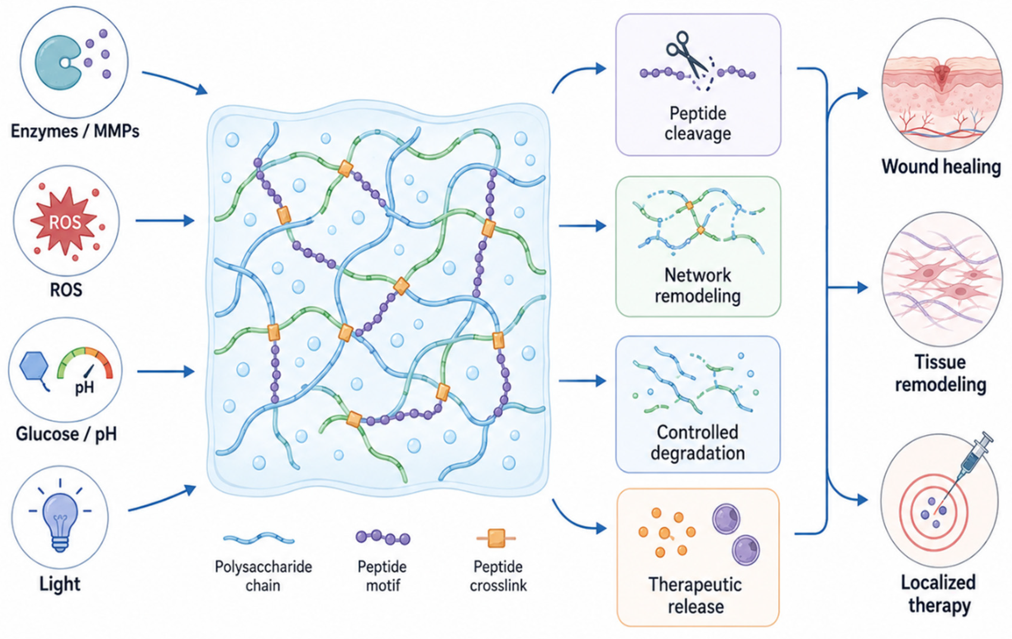 Polysaccharides 07 00077 g006 Polysaccharides 07 00077 g006