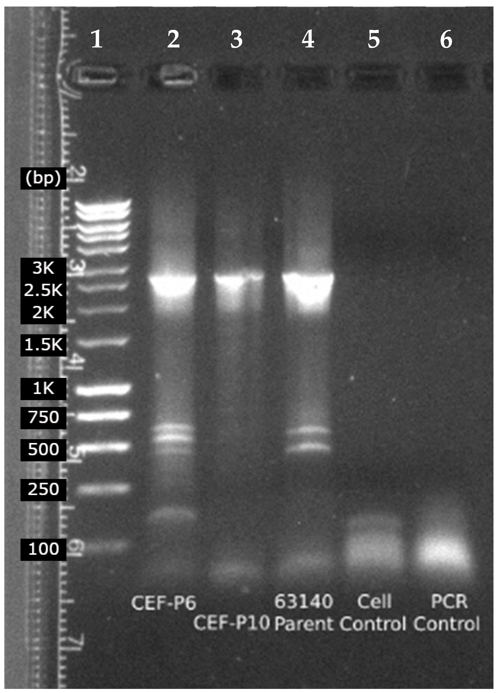 Poultry 02 00038 g003