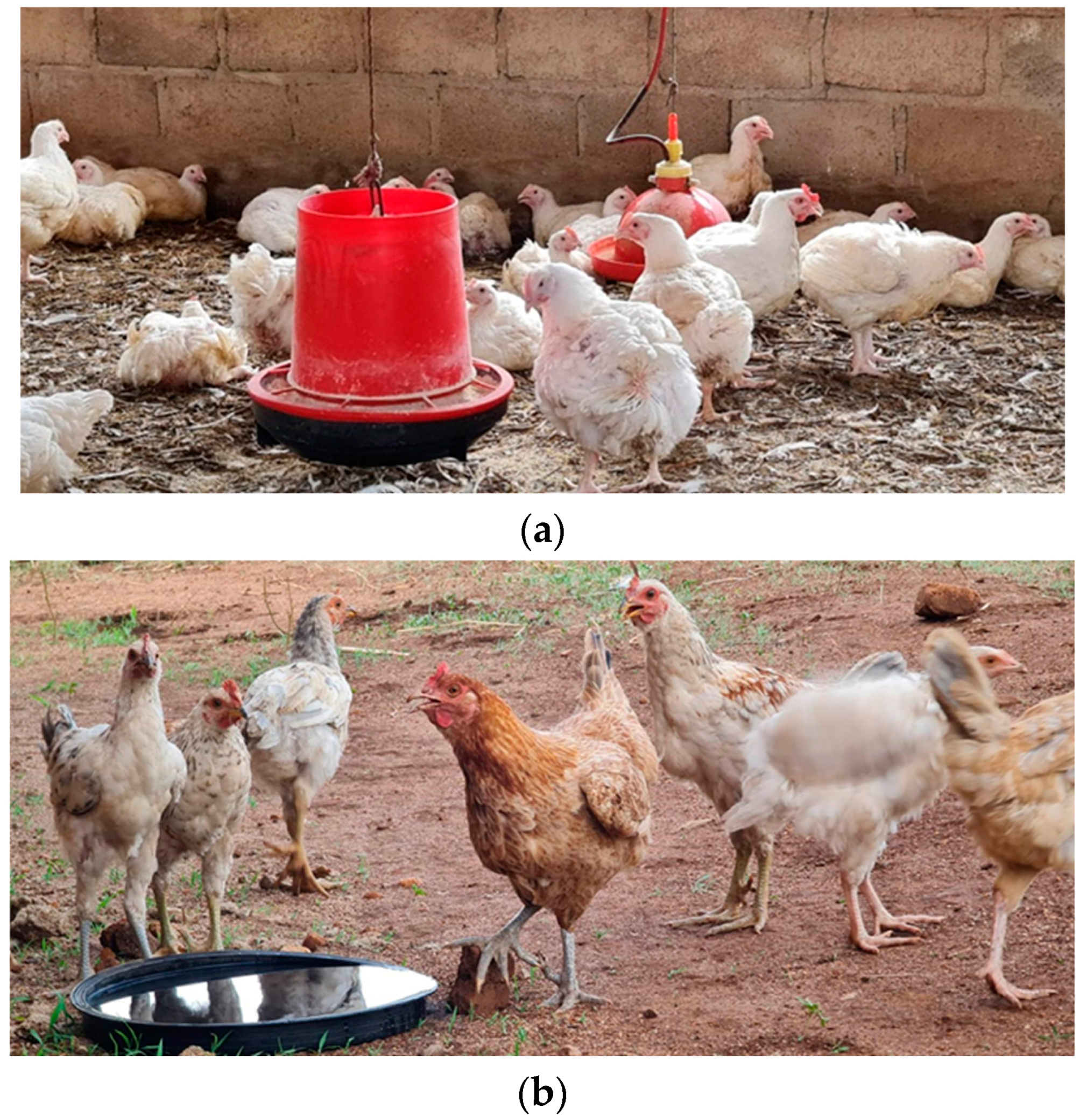 Poultry 03 00029 g001 Poultry 03 00029 g001