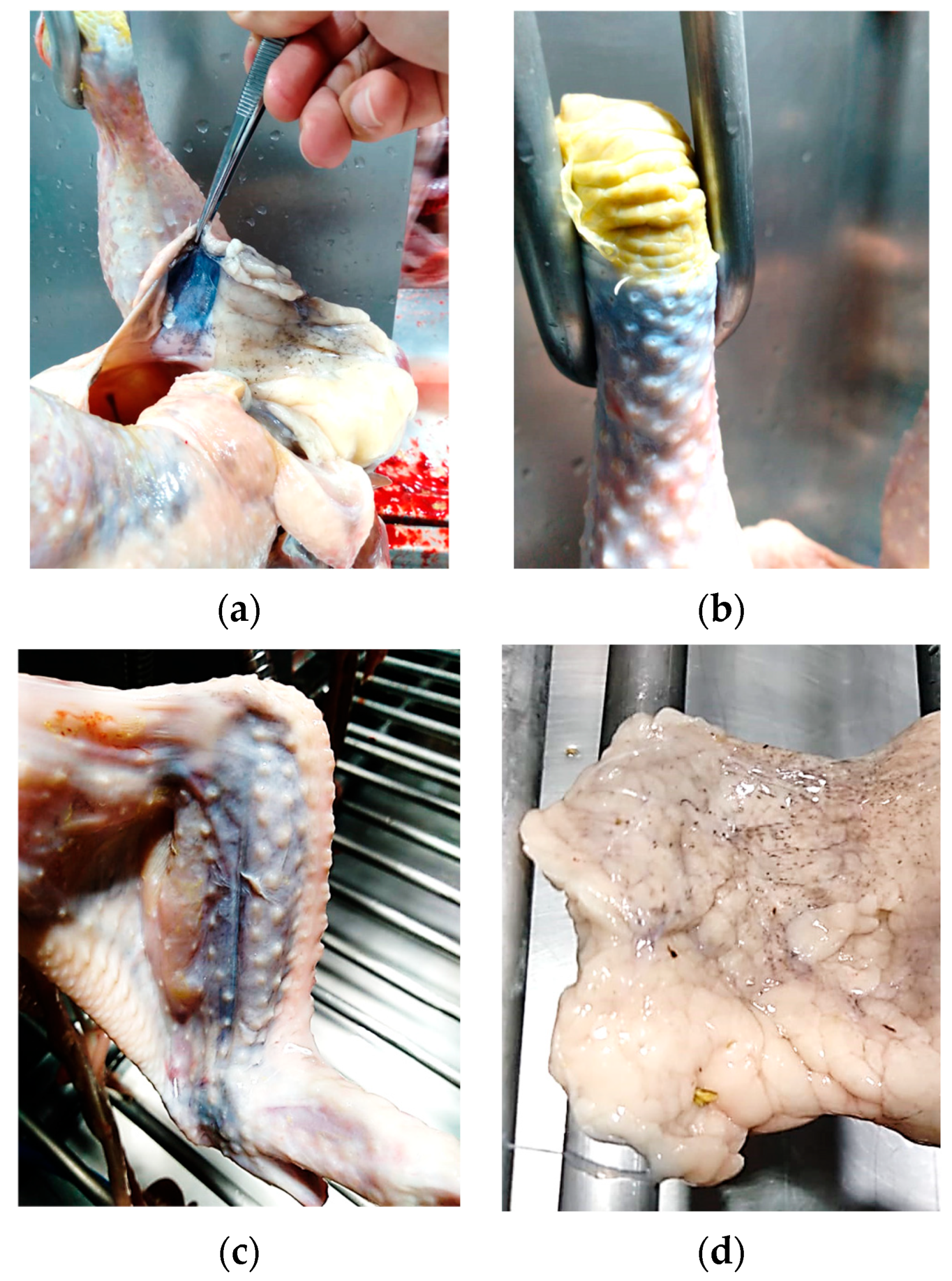 Poultry 03 00033 g001