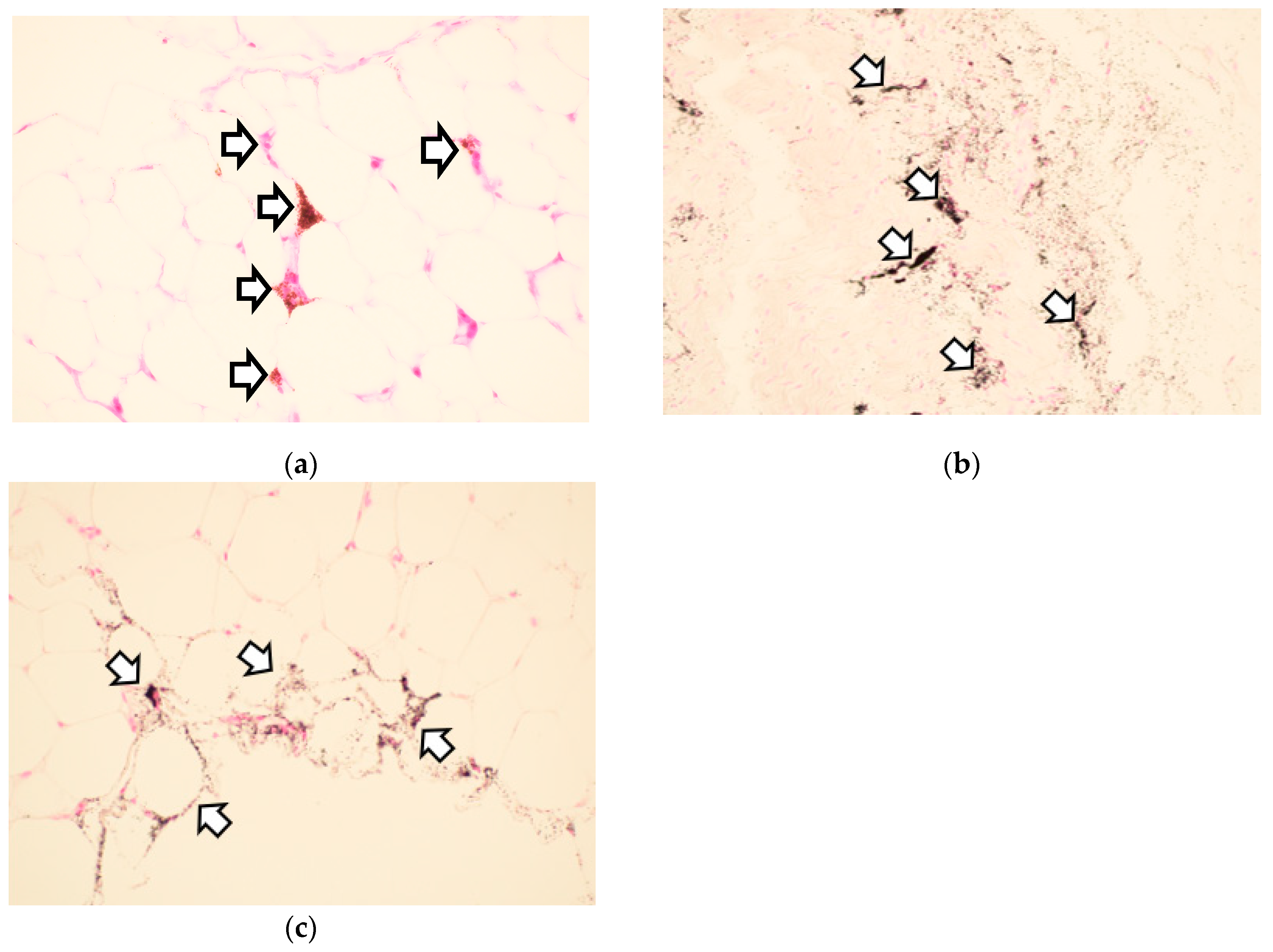 Poultry 03 00033 g002