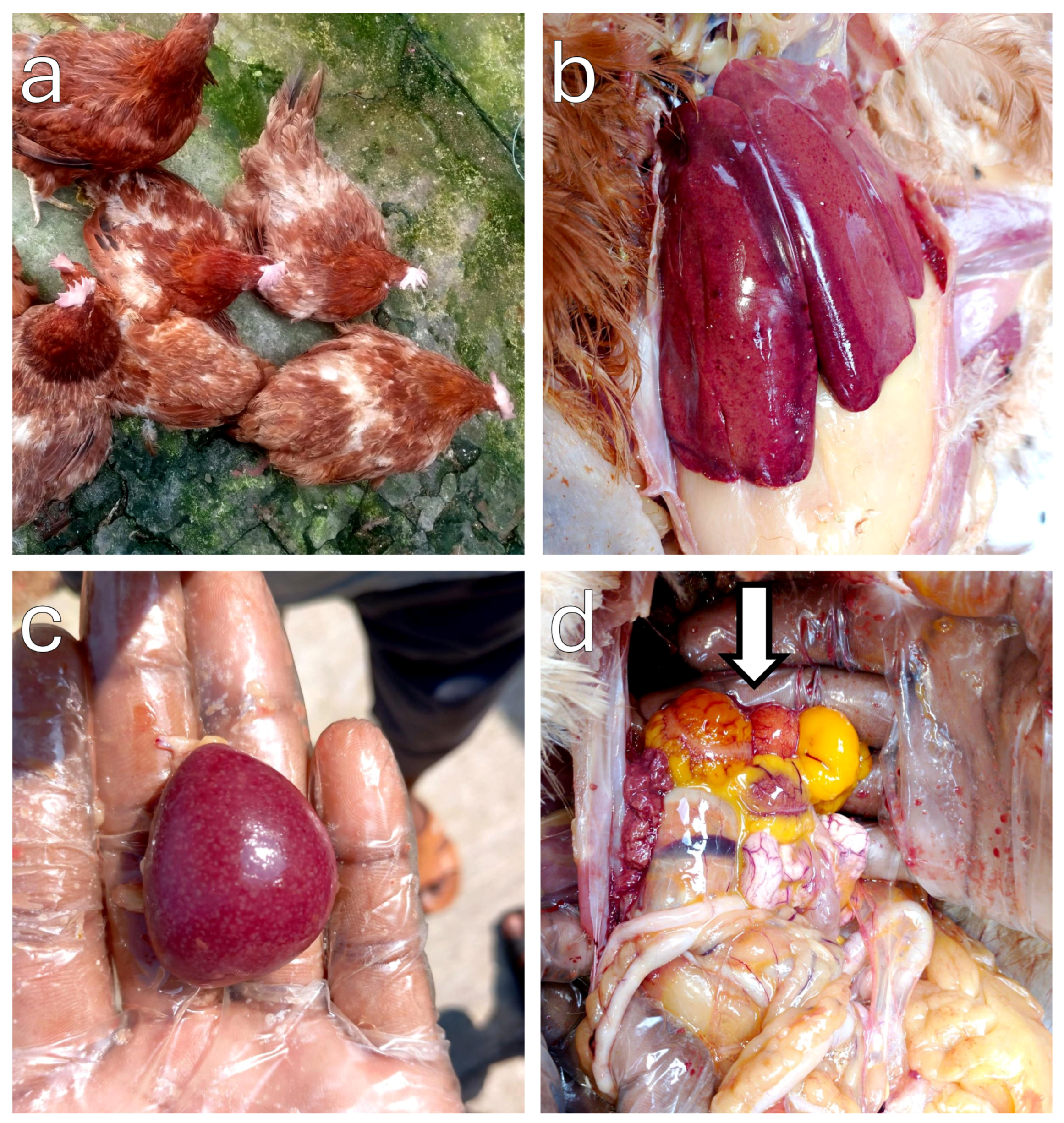 Poultry 04 00016 g002