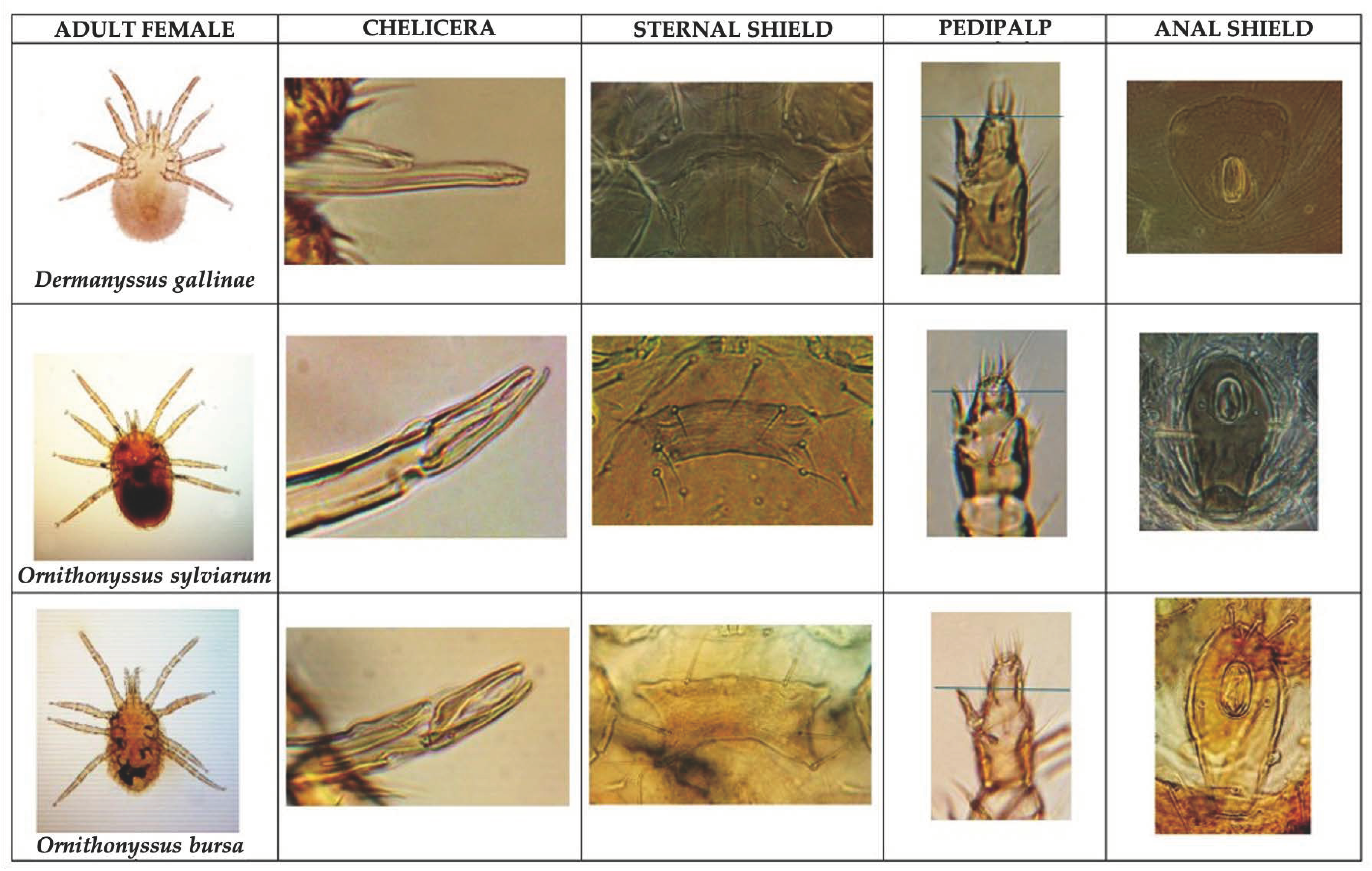 Poultry 04 00021 g001