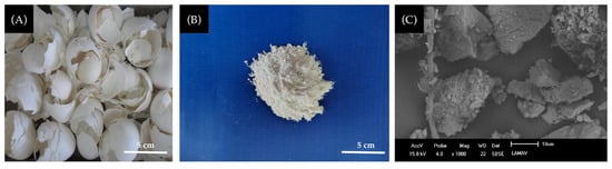 Chicken eggshell waste: (A) Raw eggshell; (B) eggshell powder; and (C) particle morphology.