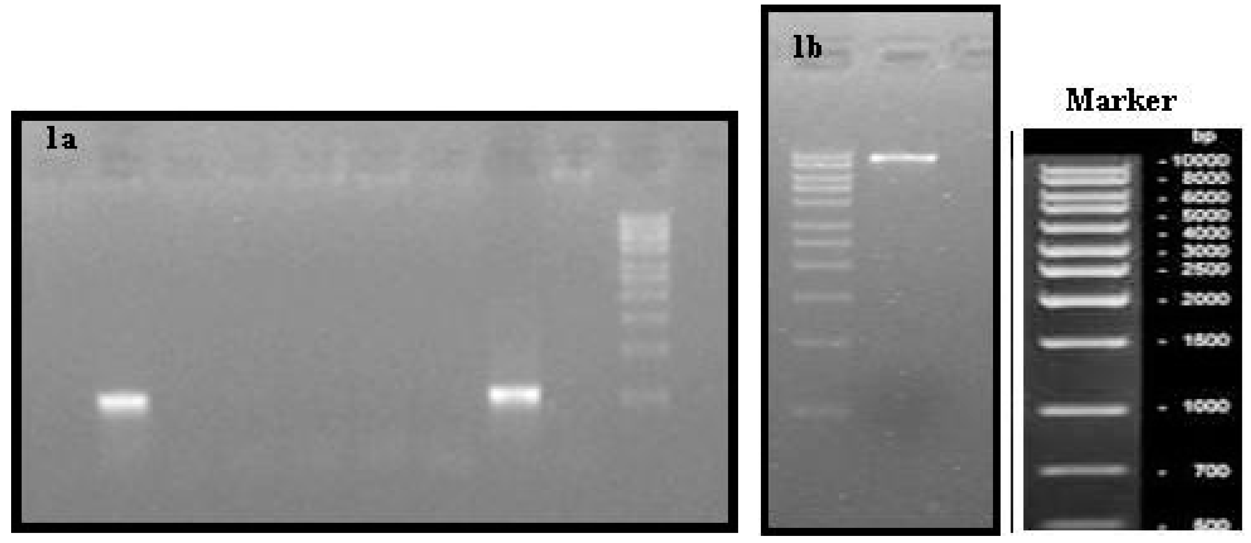 Proceedings 01 00004 g001
