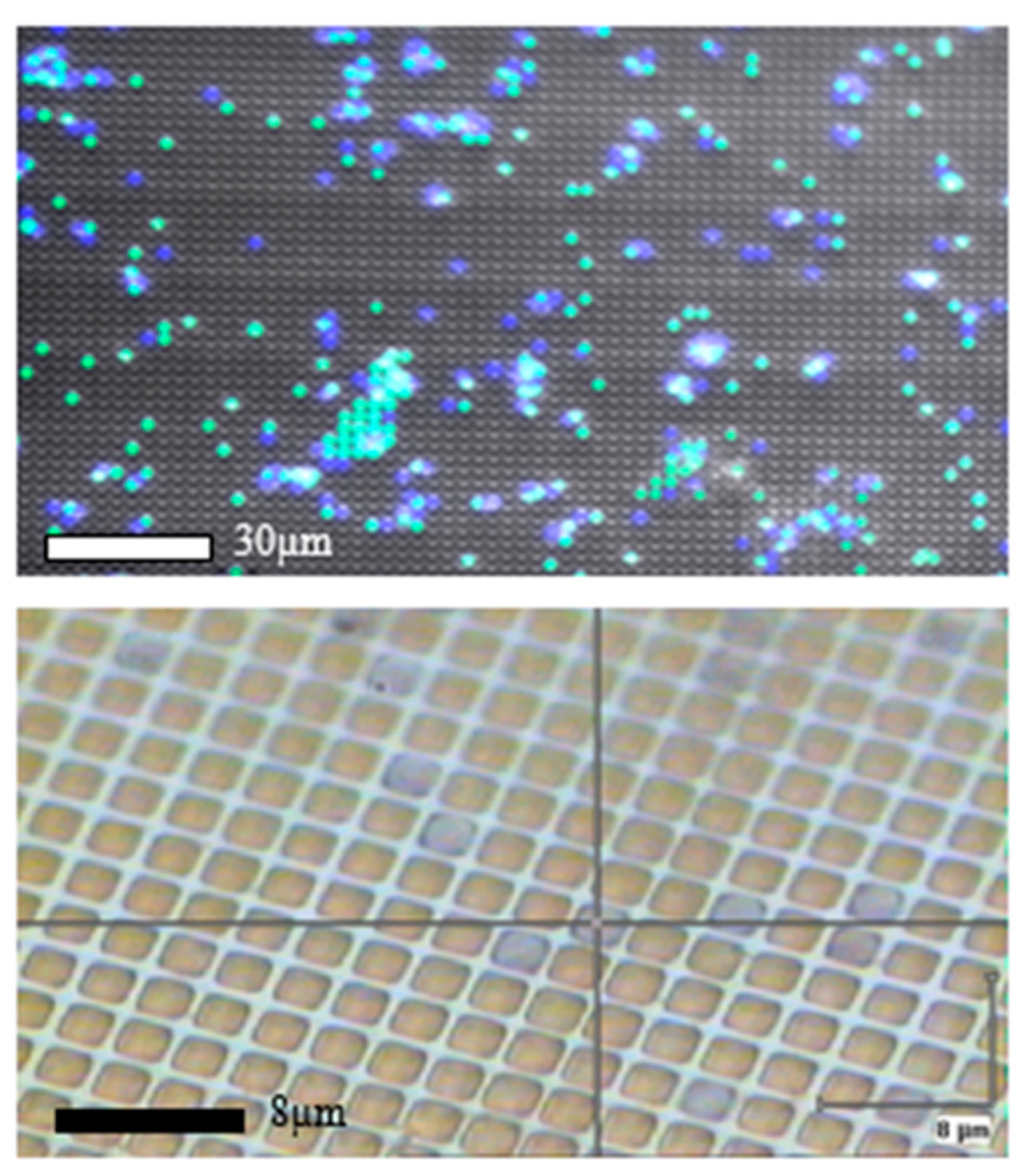 Proceedings 01 00560 g003