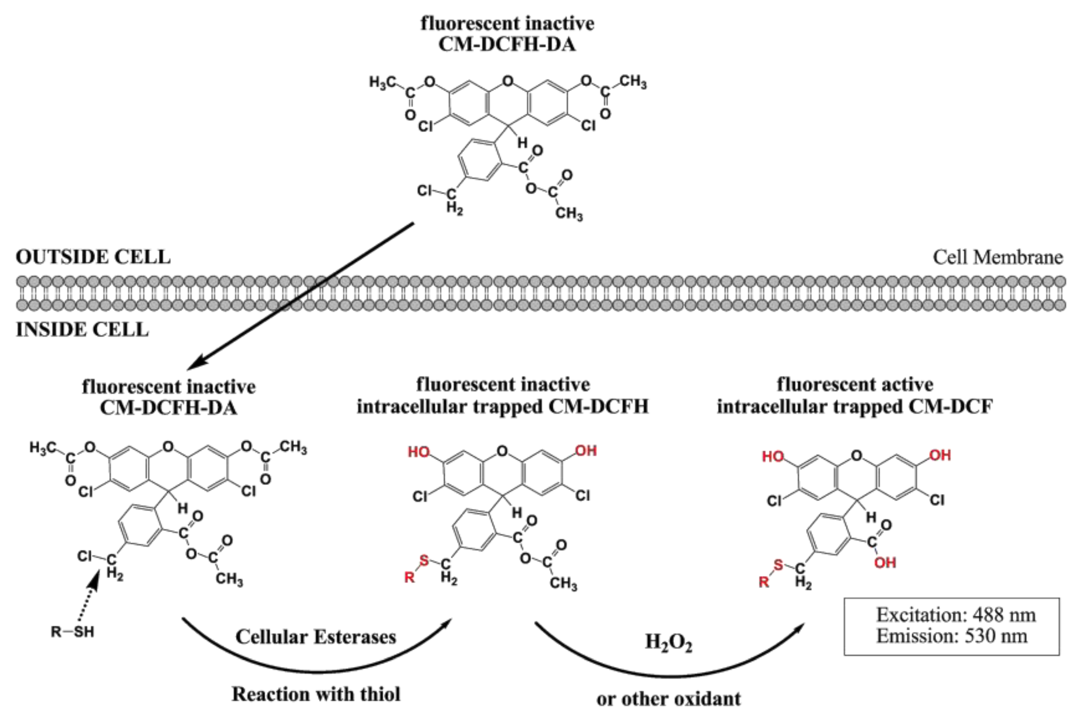 Proceedings 02 01074 g003