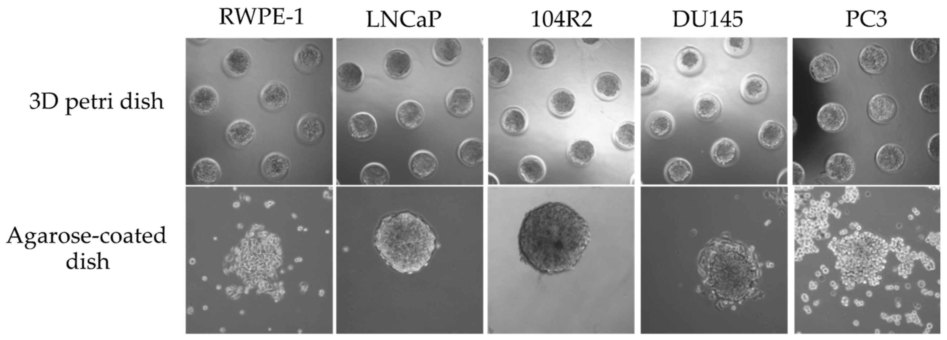 Proceedings 02 01555 g001