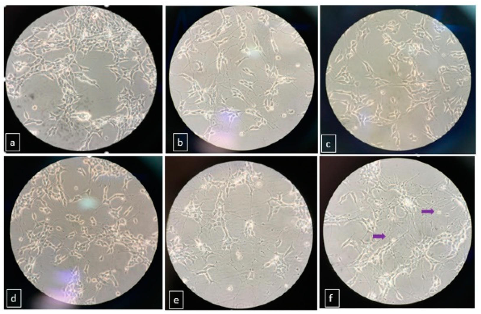 Proceedings 02 01577 g001