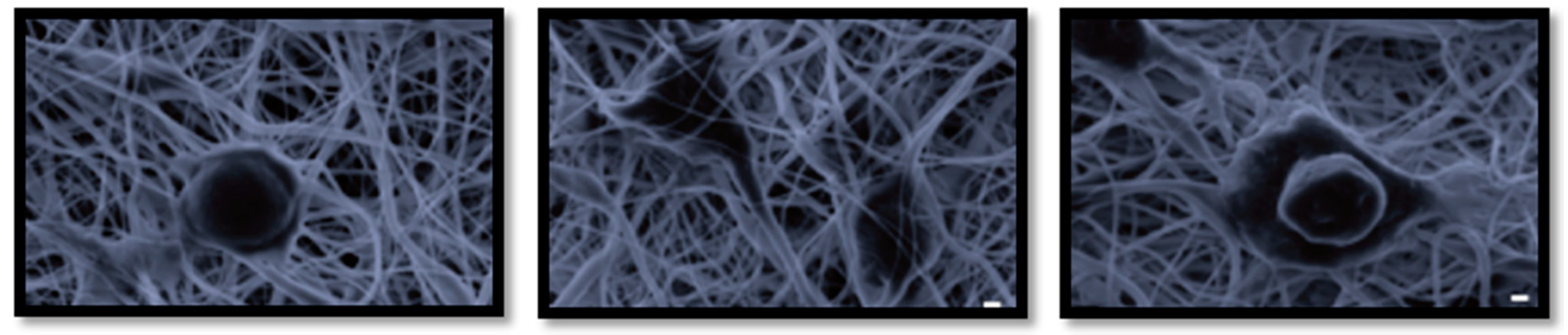 Proceedings 02 01579 g004