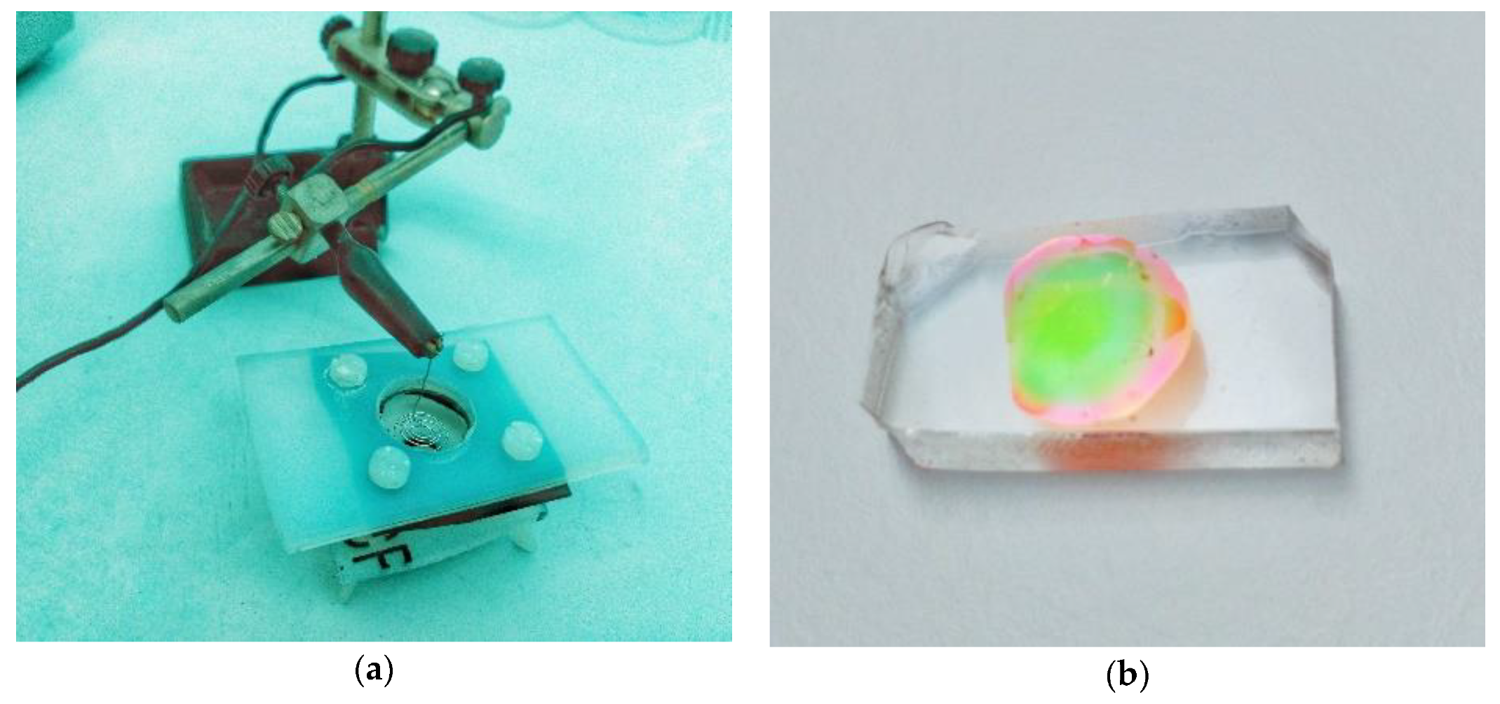 Proceedings 04 00017 g001