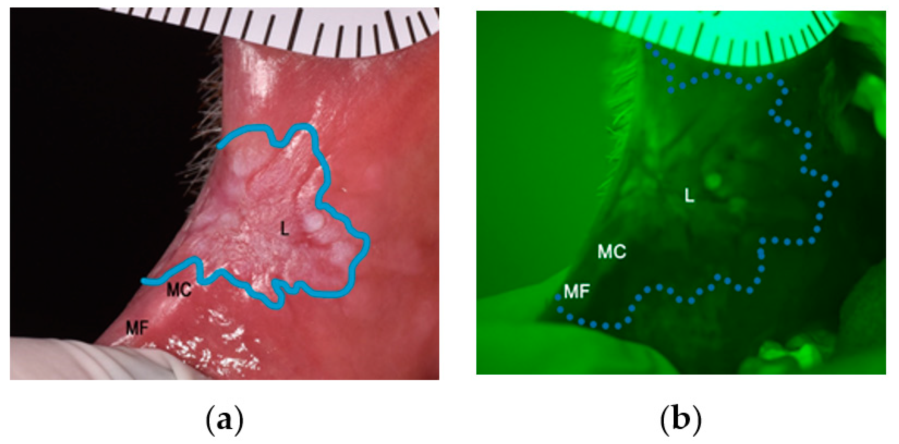 Proceedings 35 00081 g001