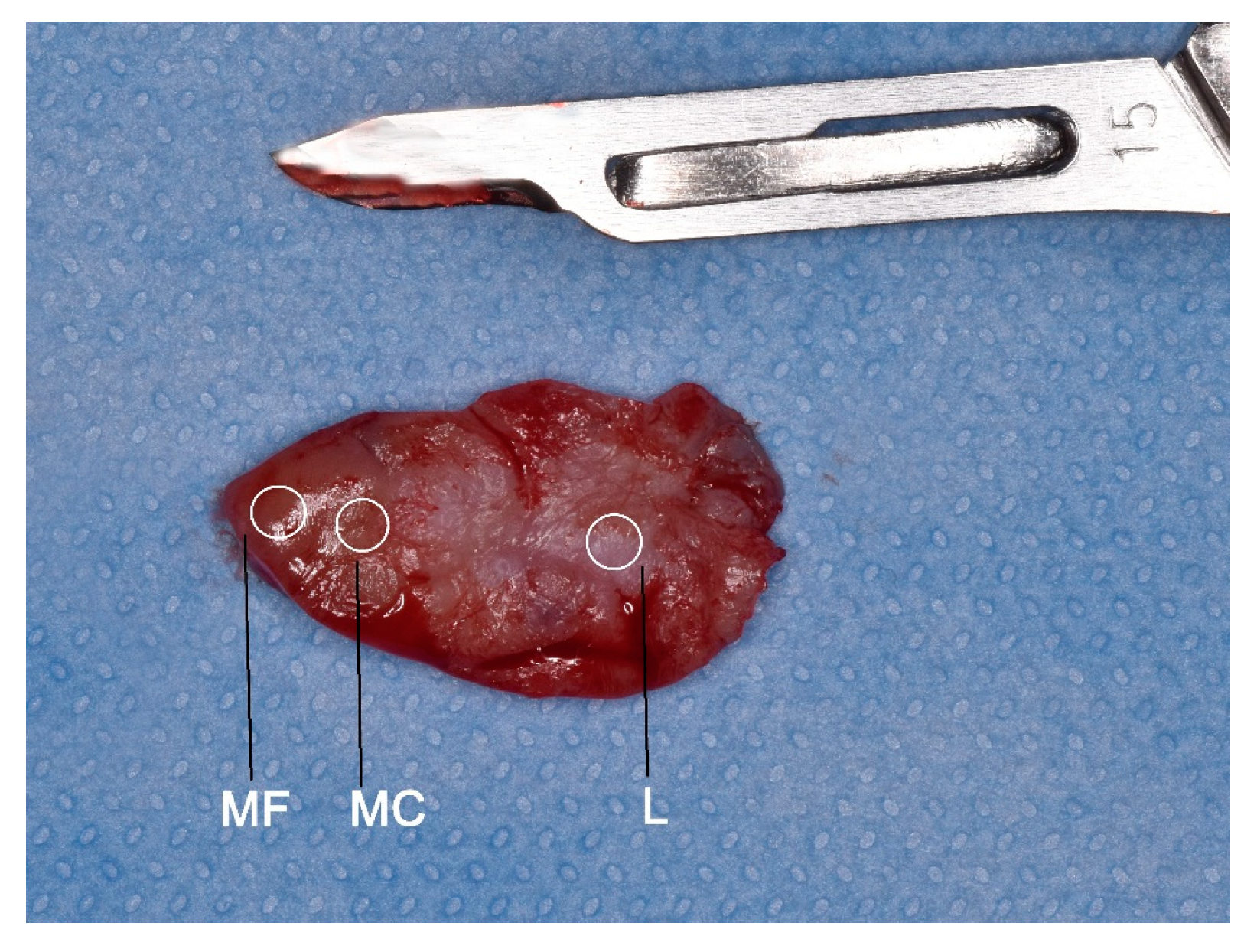 Proceedings 35 00081 g002