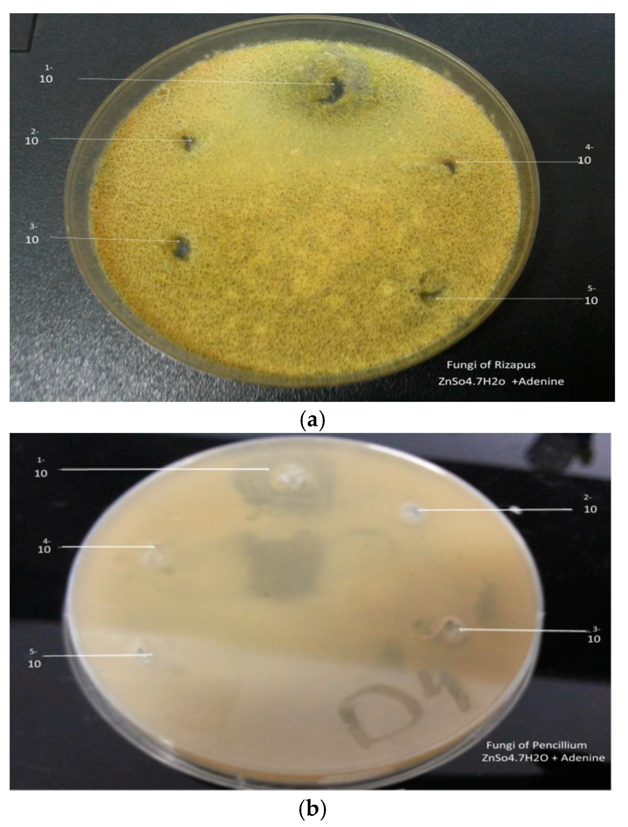 Proceedings 41 00077 g006