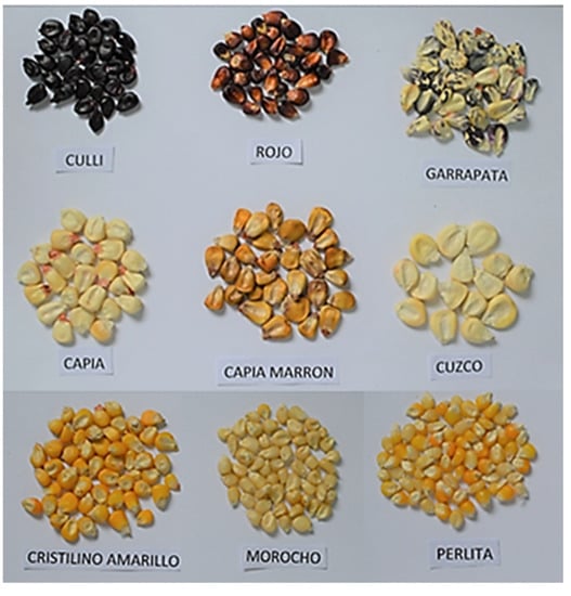 Proceedings 53 00007 g001