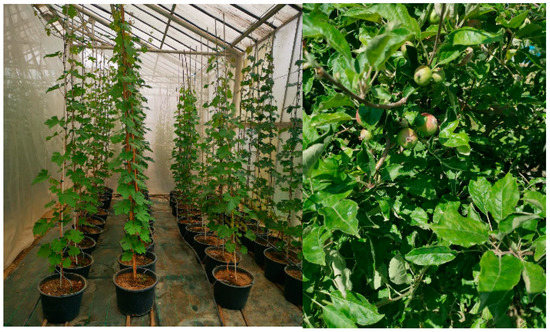 Proceedings 57 00054 g001 550