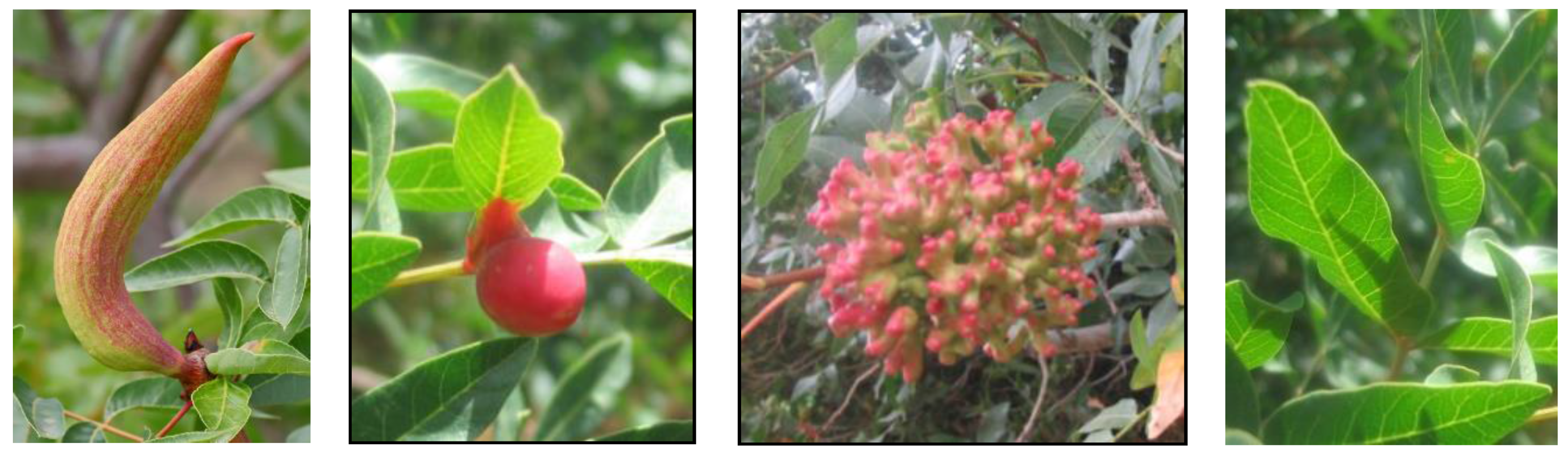 Proceedings 66 00009 g001