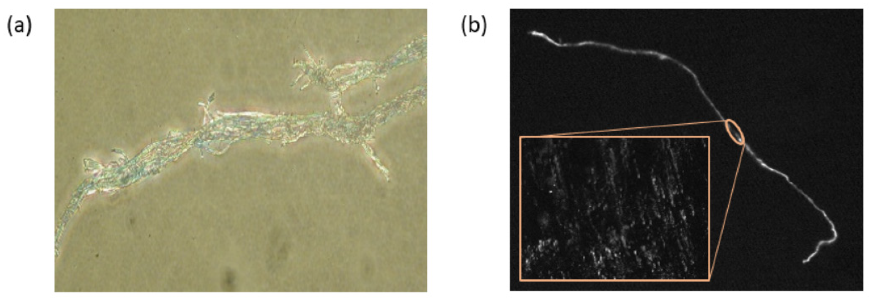 Proceedings 69 00032 g006