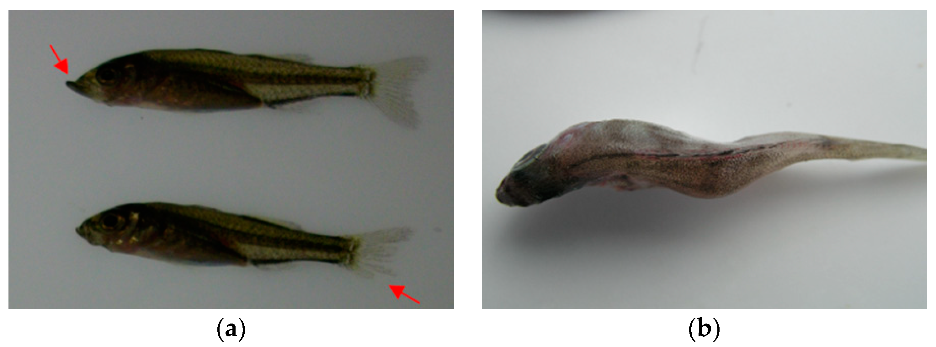 Proceedings 94 00058 g001