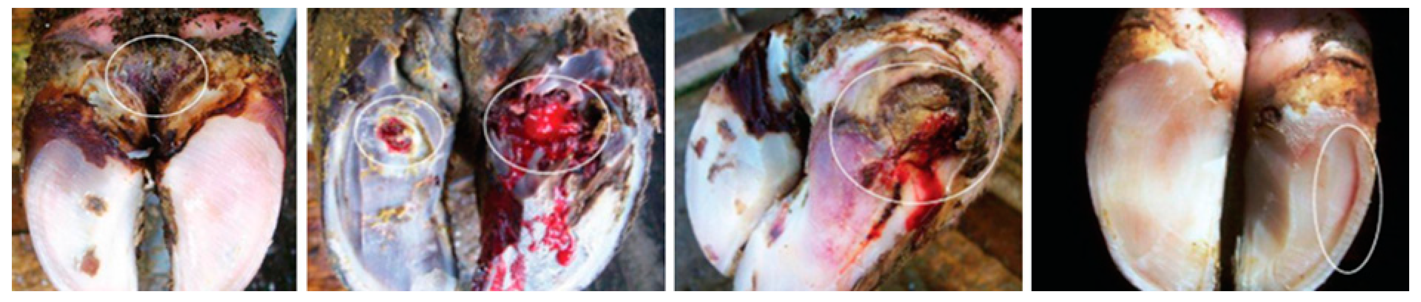 Proceedings 94 00064 g001