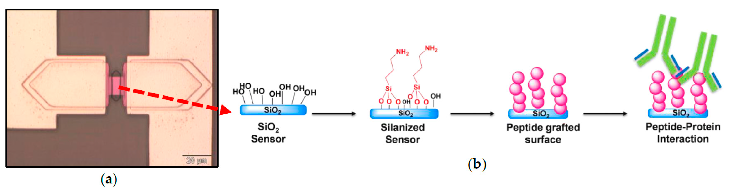 Proceedings 97 00121 g001