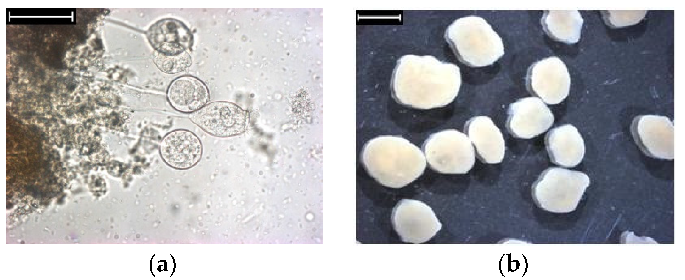 Processes 05 00041 g008