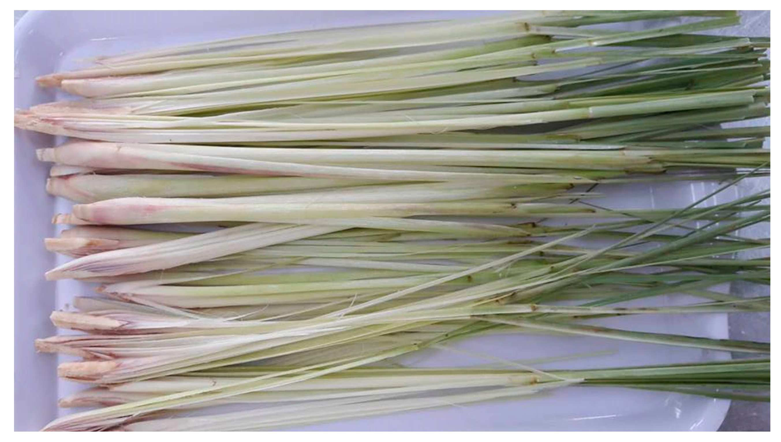 Processes 07 00021 g001