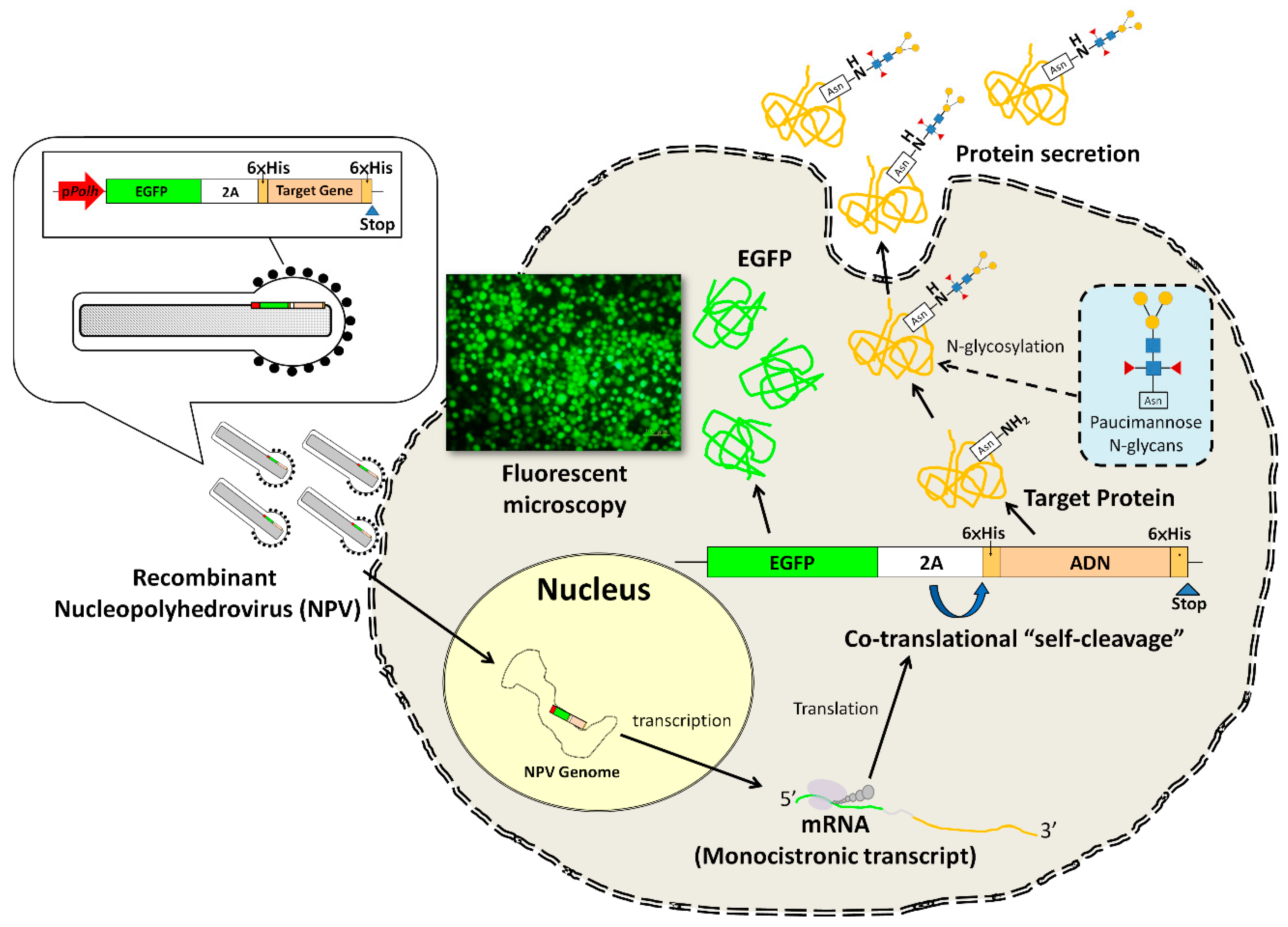 Processes 07 00291 g001