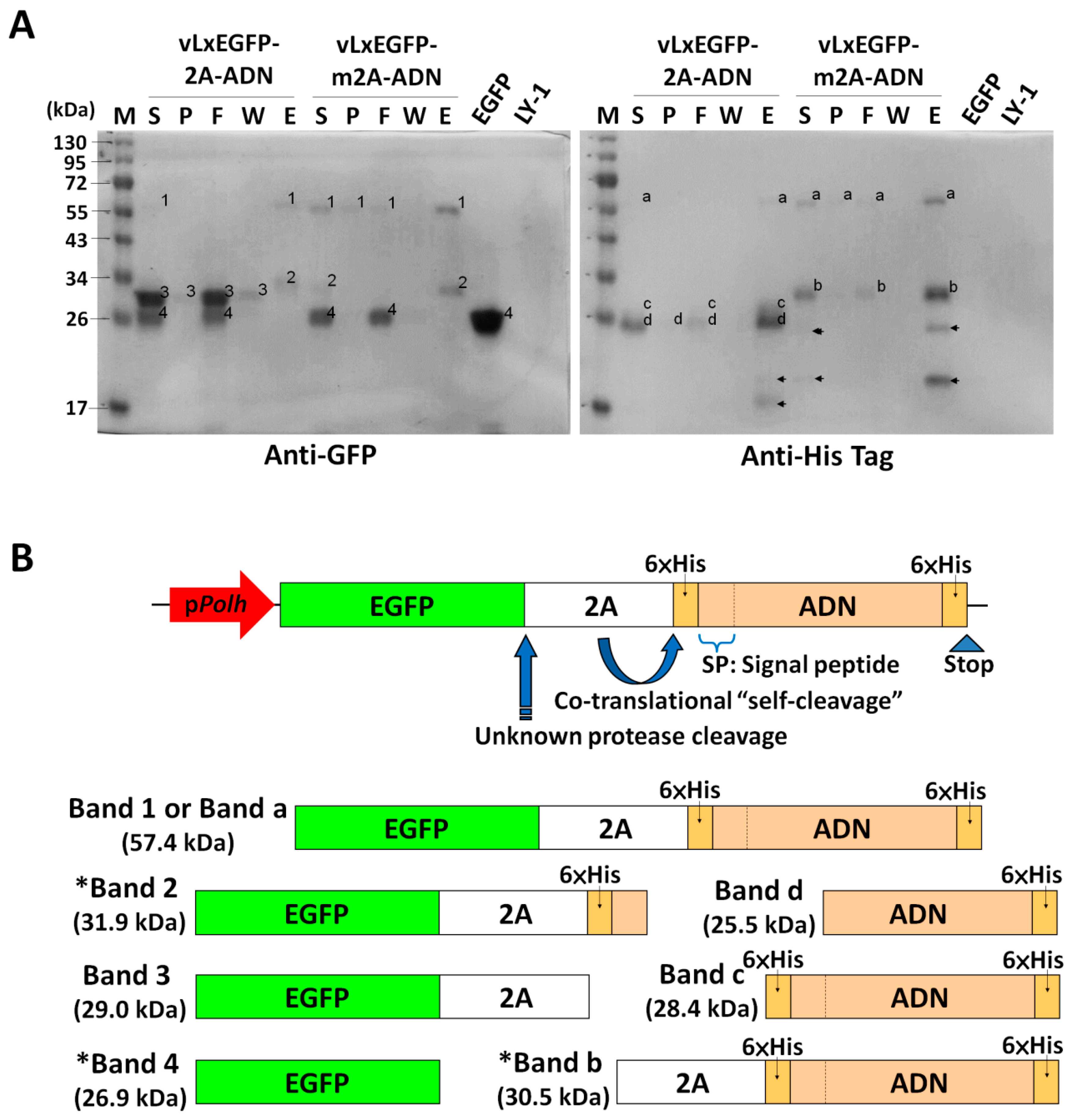 Processes 07 00291 g004