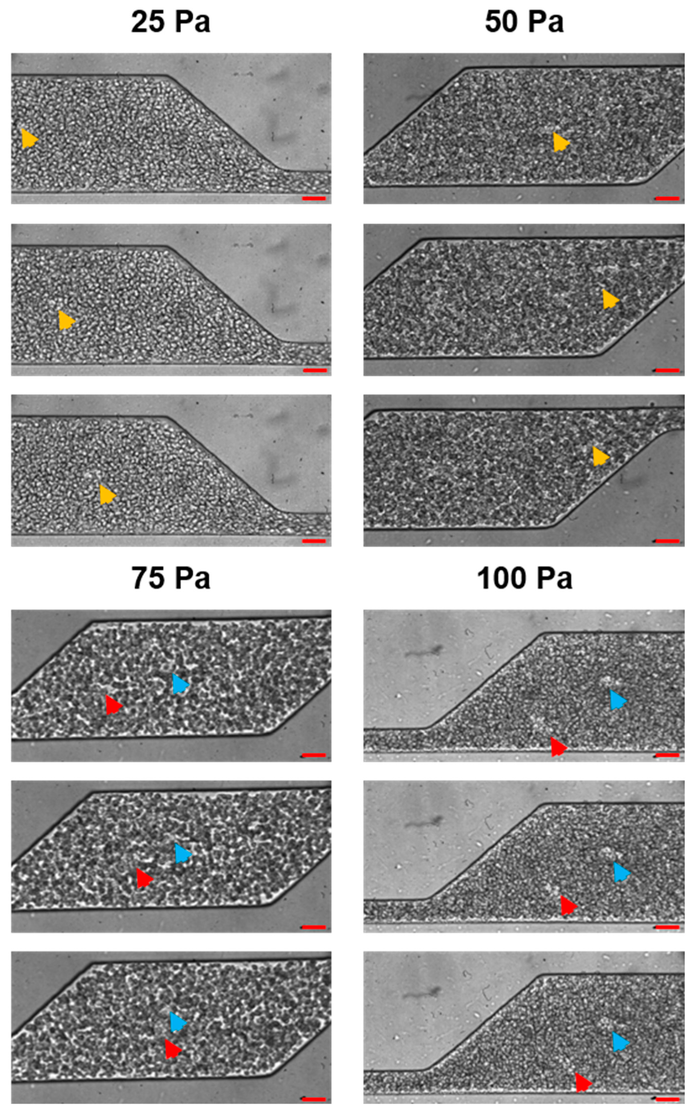 Processes 07 00372 g004