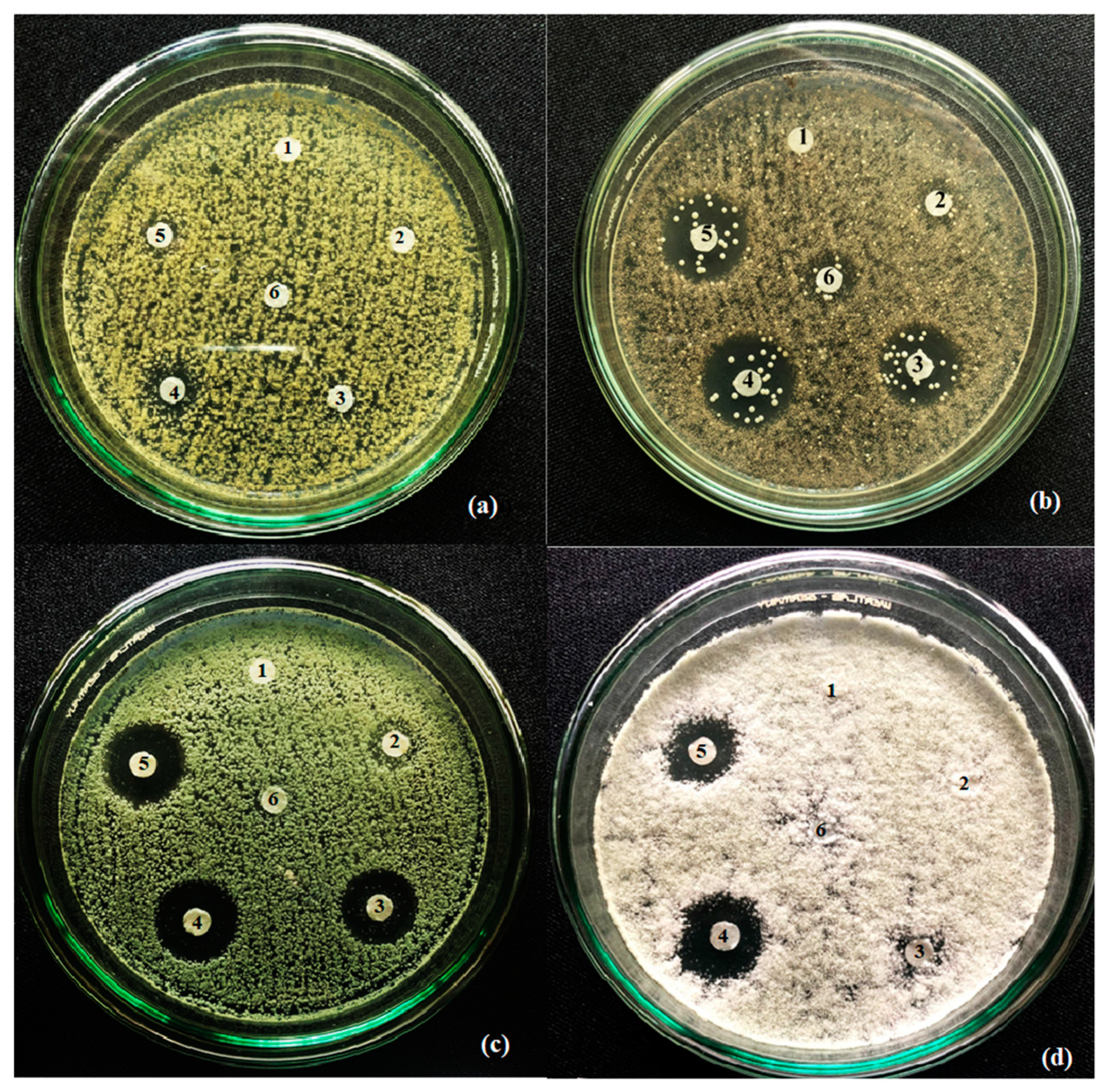 Processes 07 00549 g007