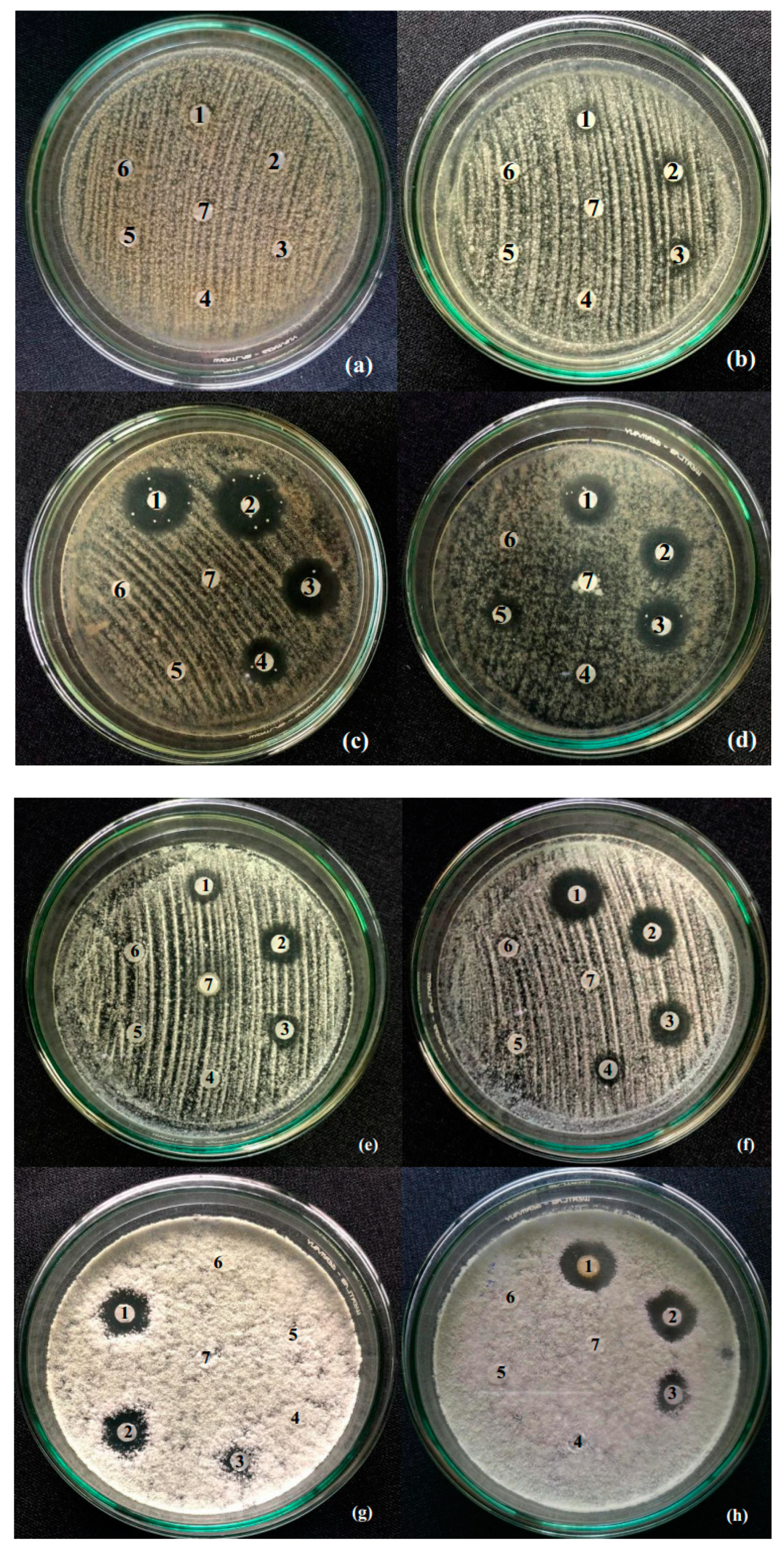 Processes 07 00549 g008